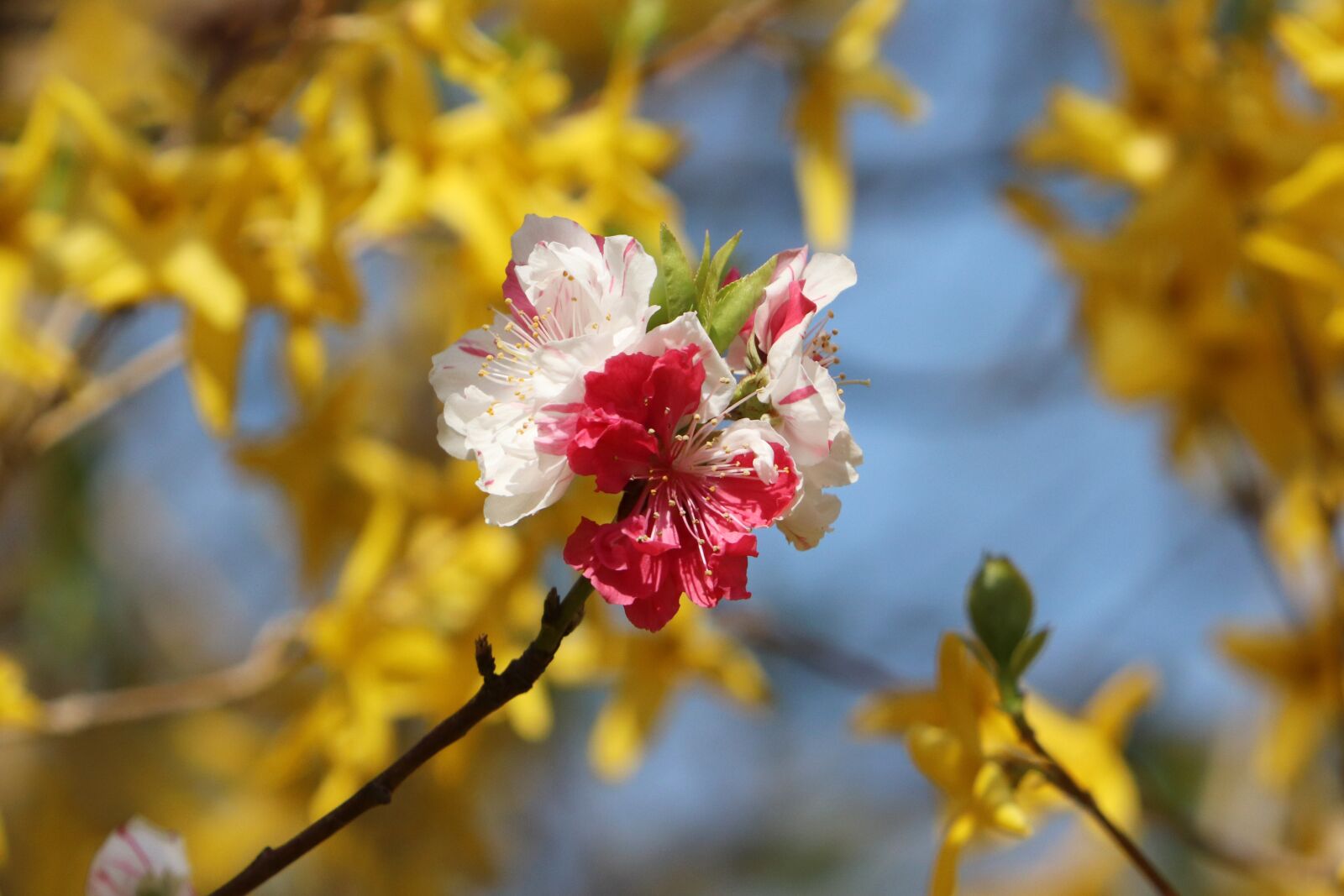 Canon EOS 800D (EOS Rebel T7i / EOS Kiss X9i) sample photo. Cherry blossom, fold cherry photography