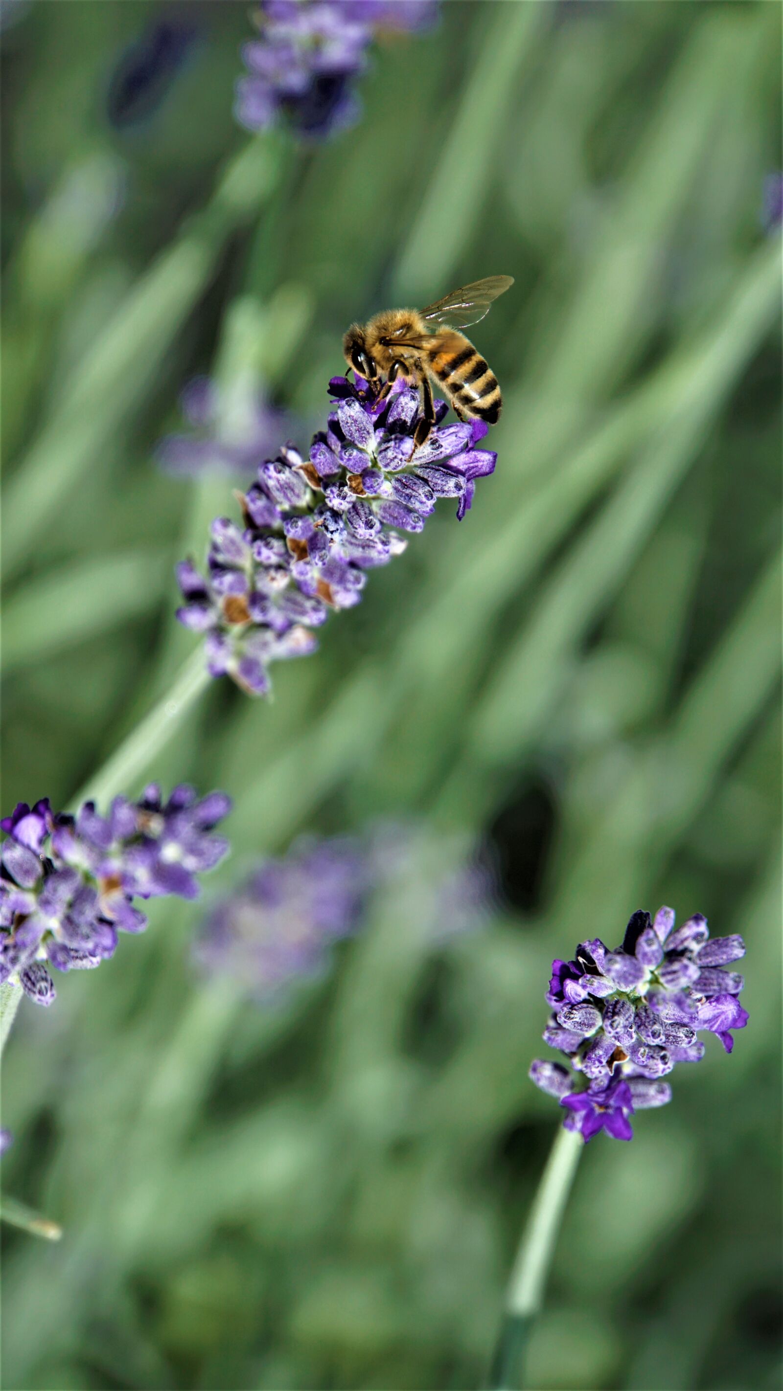 Sony E 18-200mm F3.5-6.3 OSS LE sample photo. Honey bee, insect, lavender photography