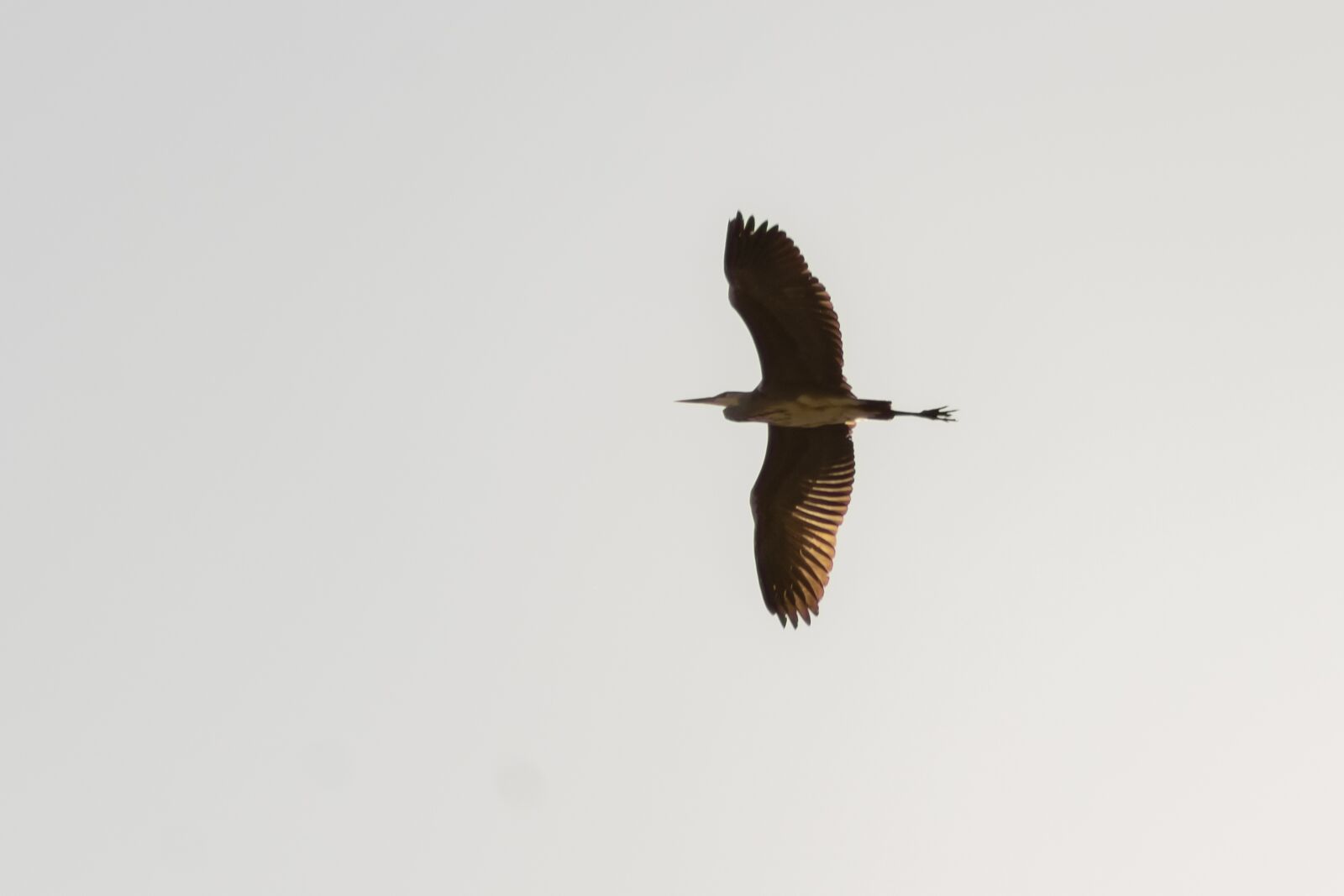 Canon EF75-300mm f/4-5.6 sample photo. Grey heron, water bird photography