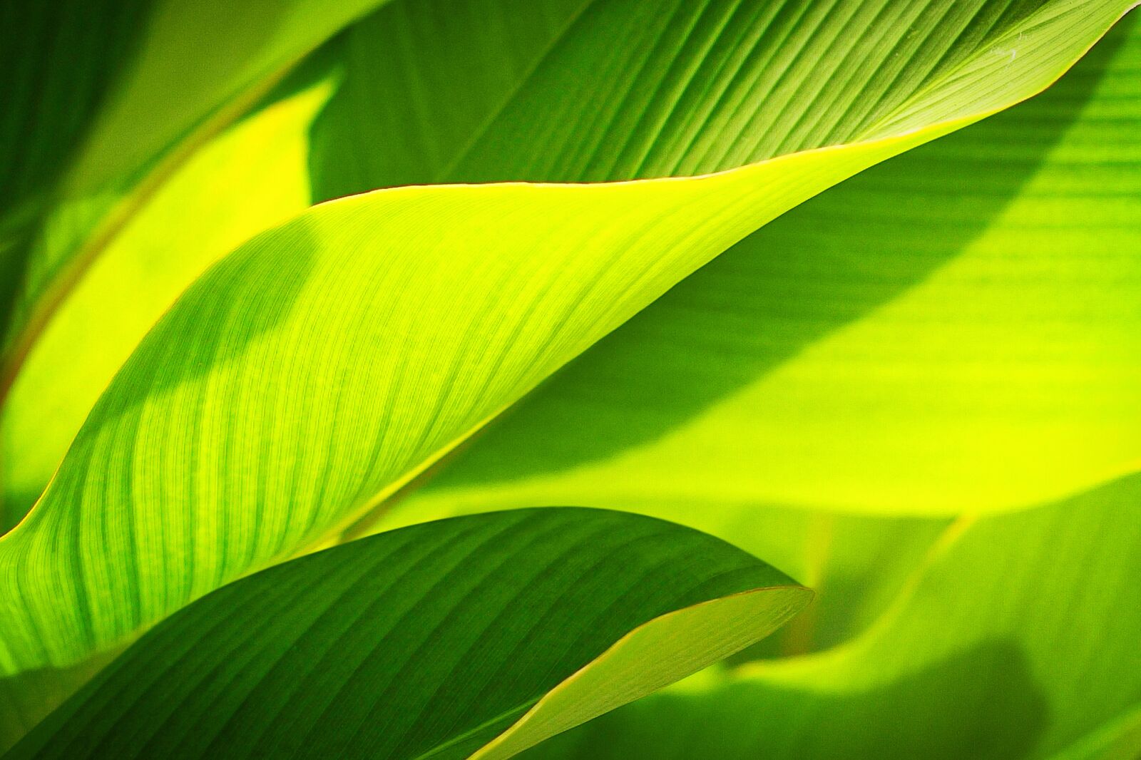 Canon EOS 5D Mark II sample photo. Leaf, ecology, tree photography