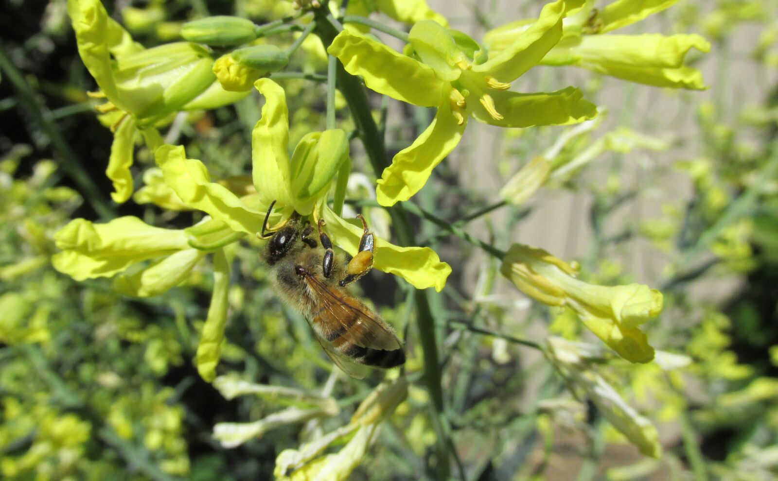 Canon PowerShot SX170 IS sample photo. Bee, kale, flowers photography