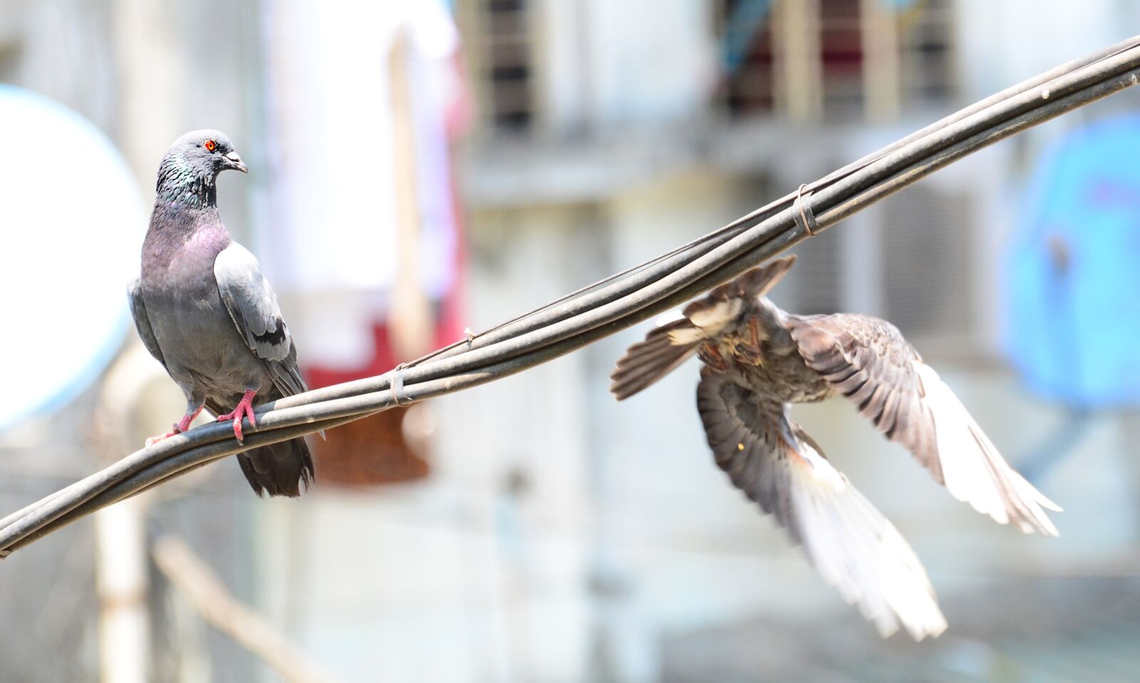Nikon D7000 sample photo. Fly, love, bird photography