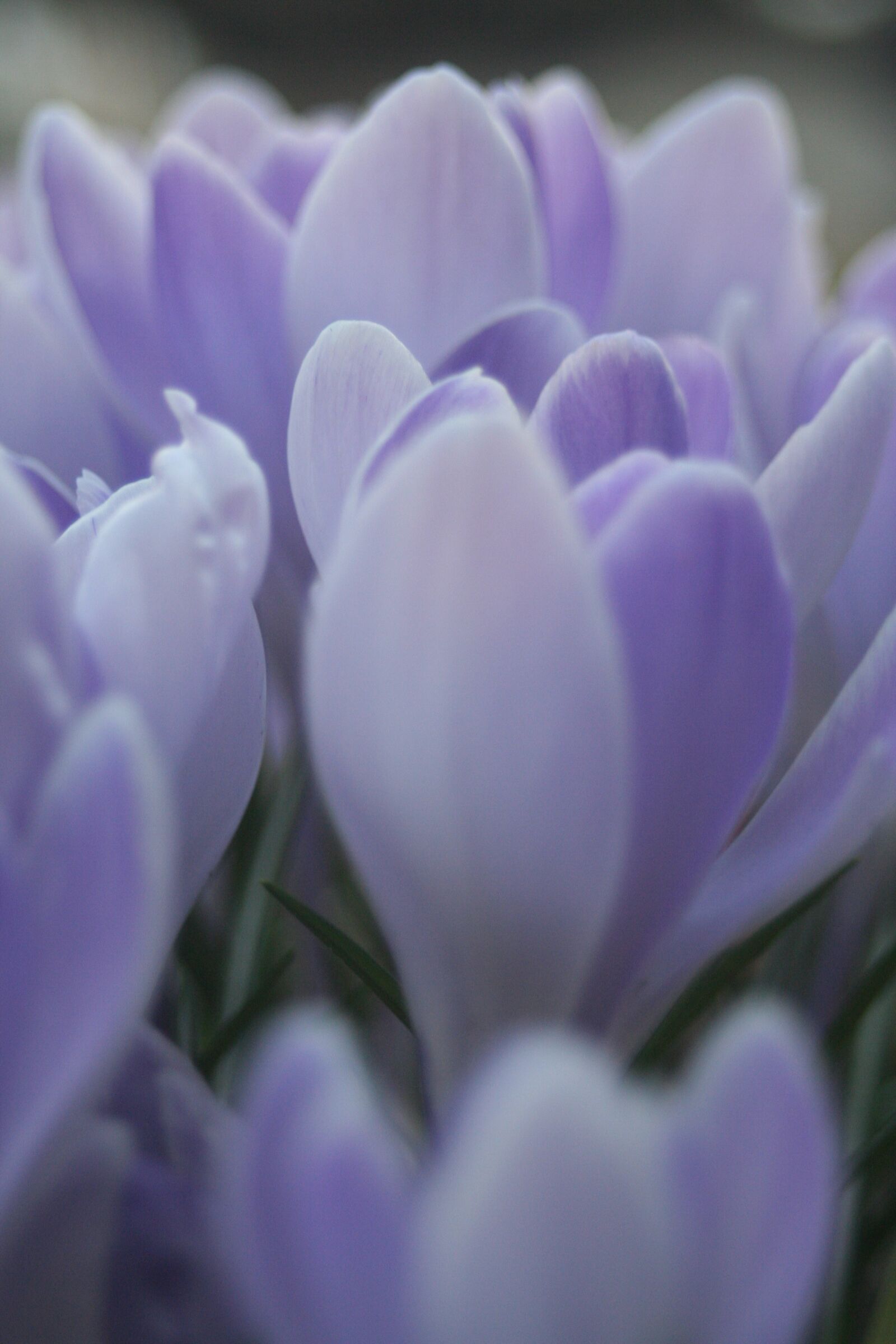Canon EOS 350D (EOS Digital Rebel XT / EOS Kiss Digital N) sample photo. Tulip, spring, flowers photography