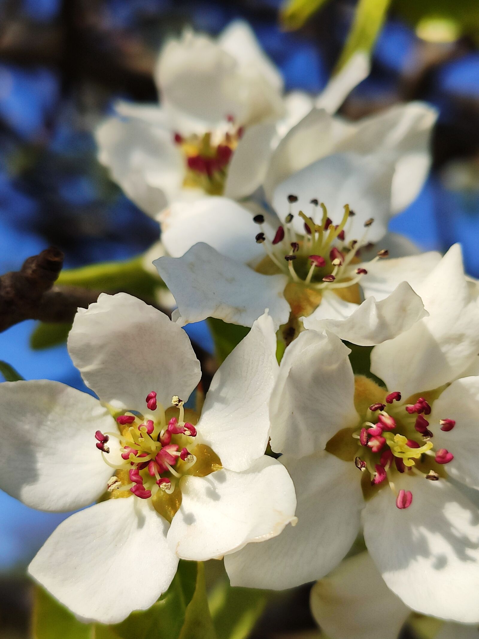 Xiaomi Mi 9T sample photo. Apple blossom, apple tree photography
