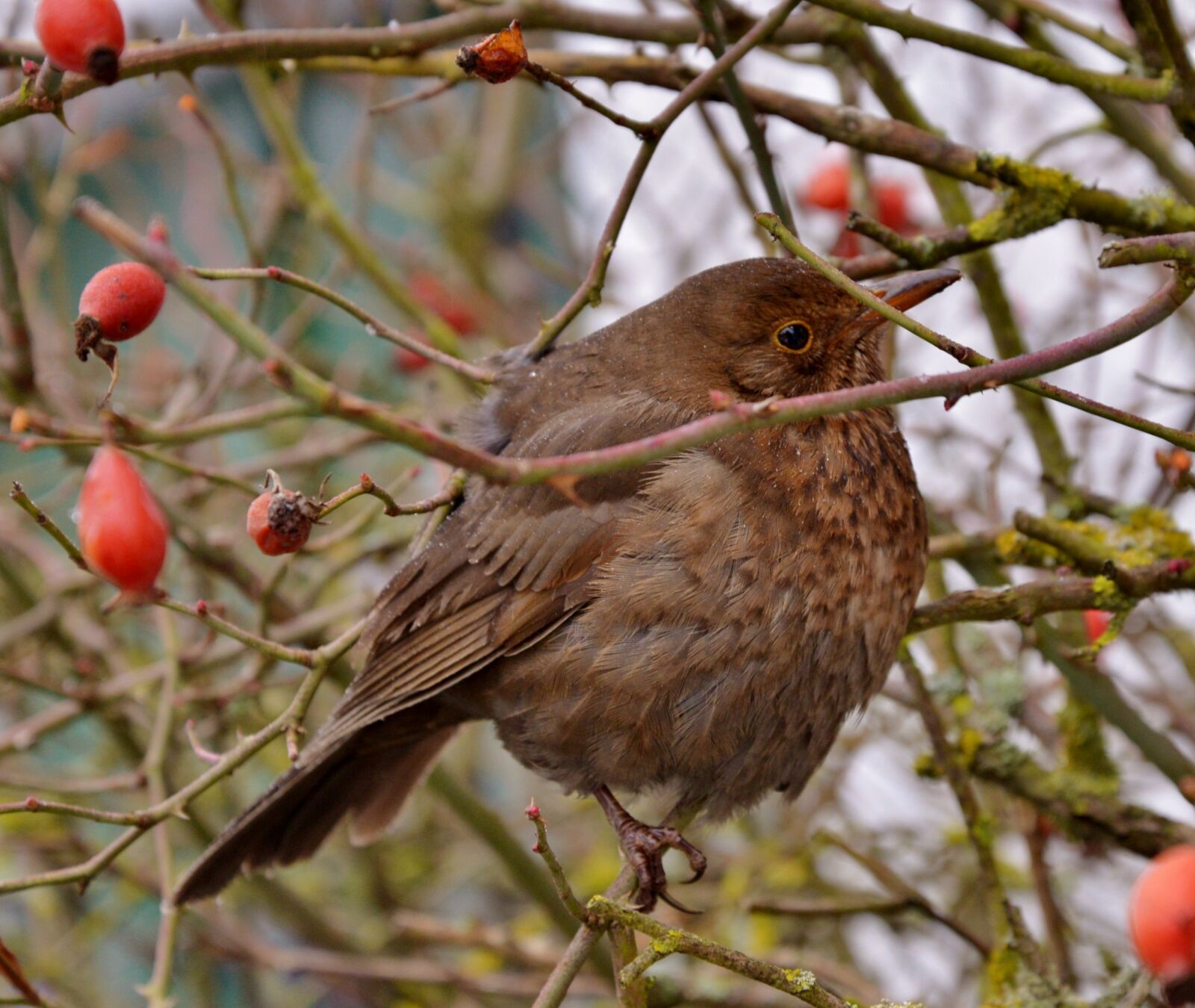 Nikon D600 sample photo. Blackbird, female, bird photography