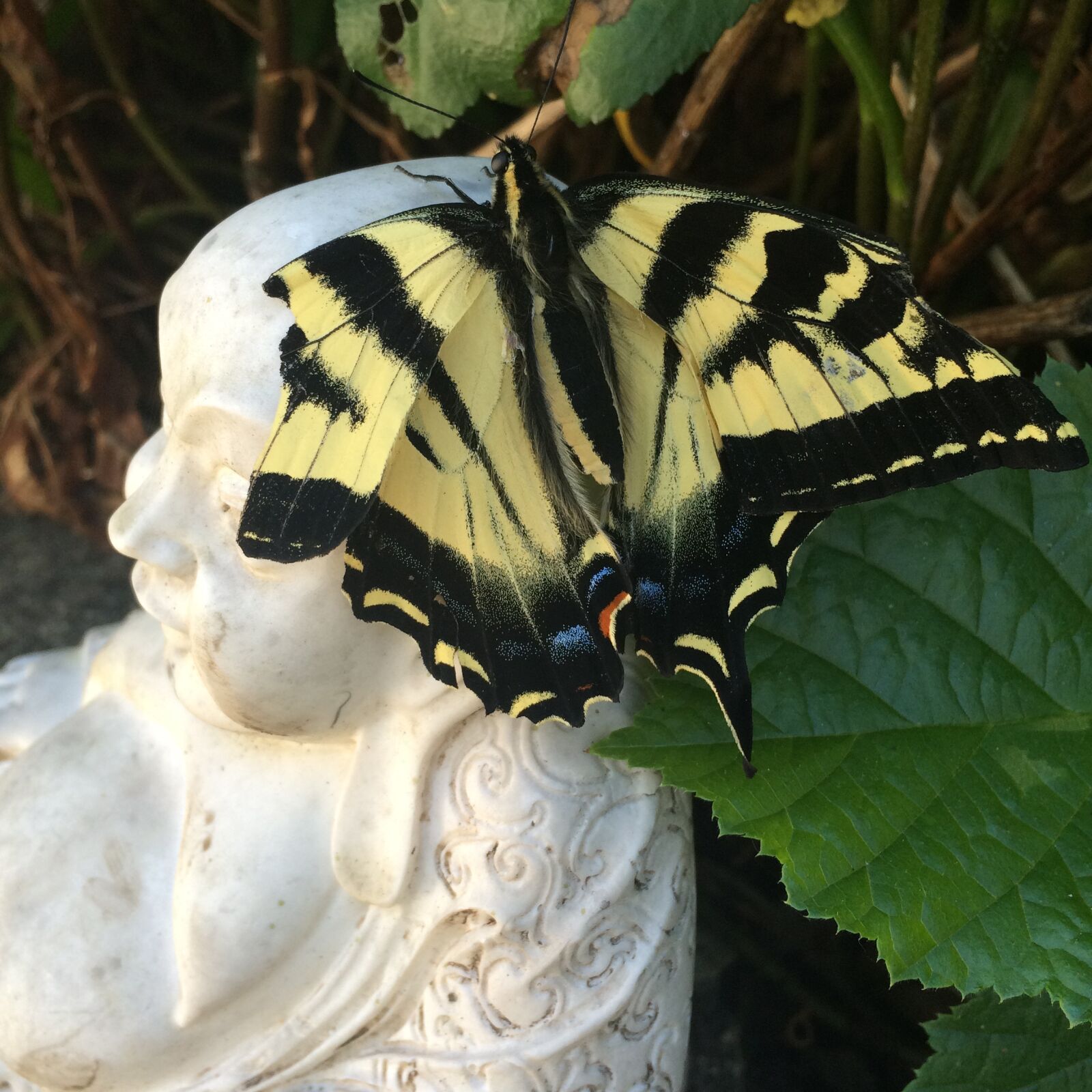 Apple iPhone 5s sample photo. Butterfly, buddha, nature photography