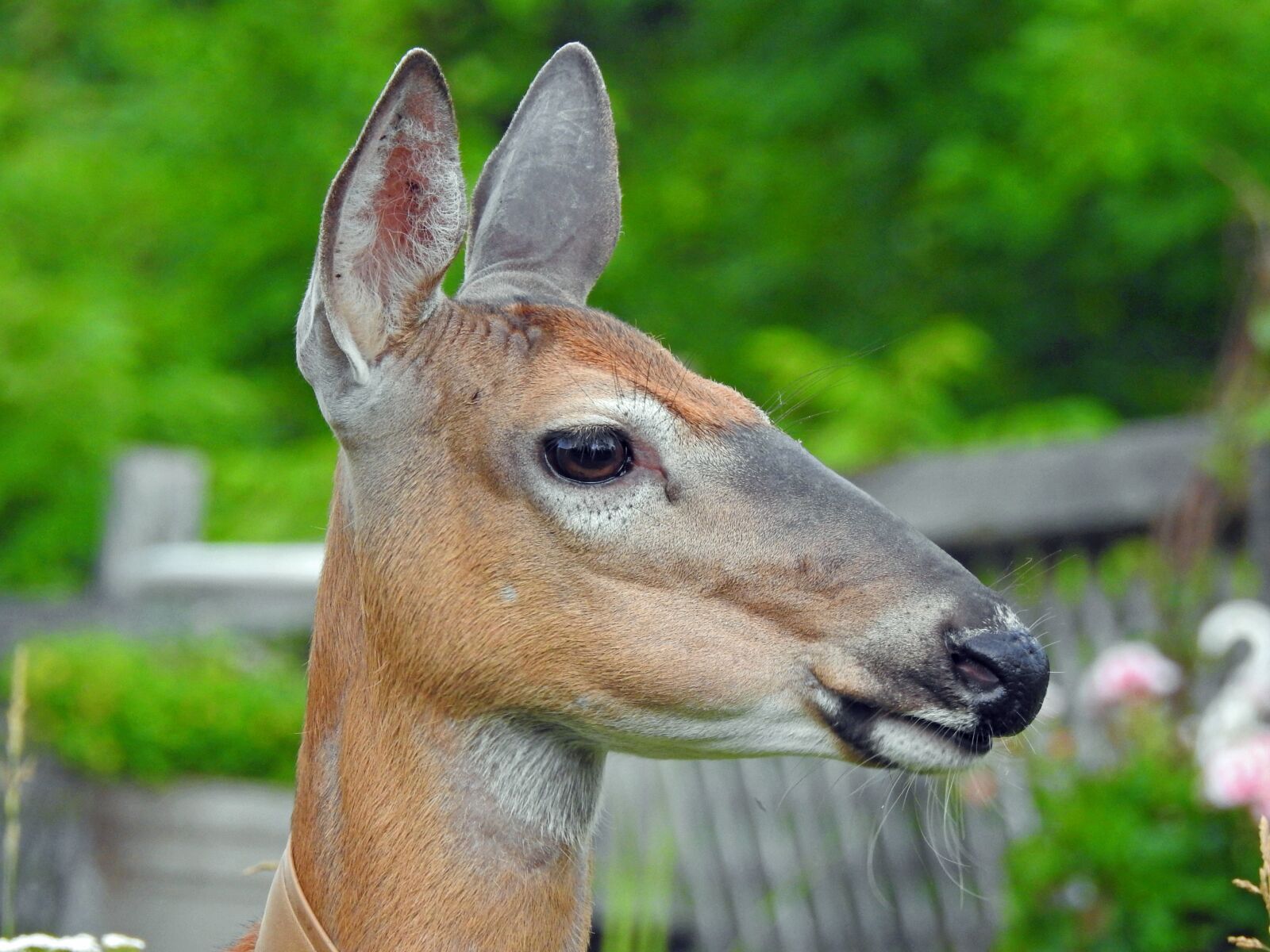 Nikon Coolpix P900 sample photo. Deer, ears, animal photography