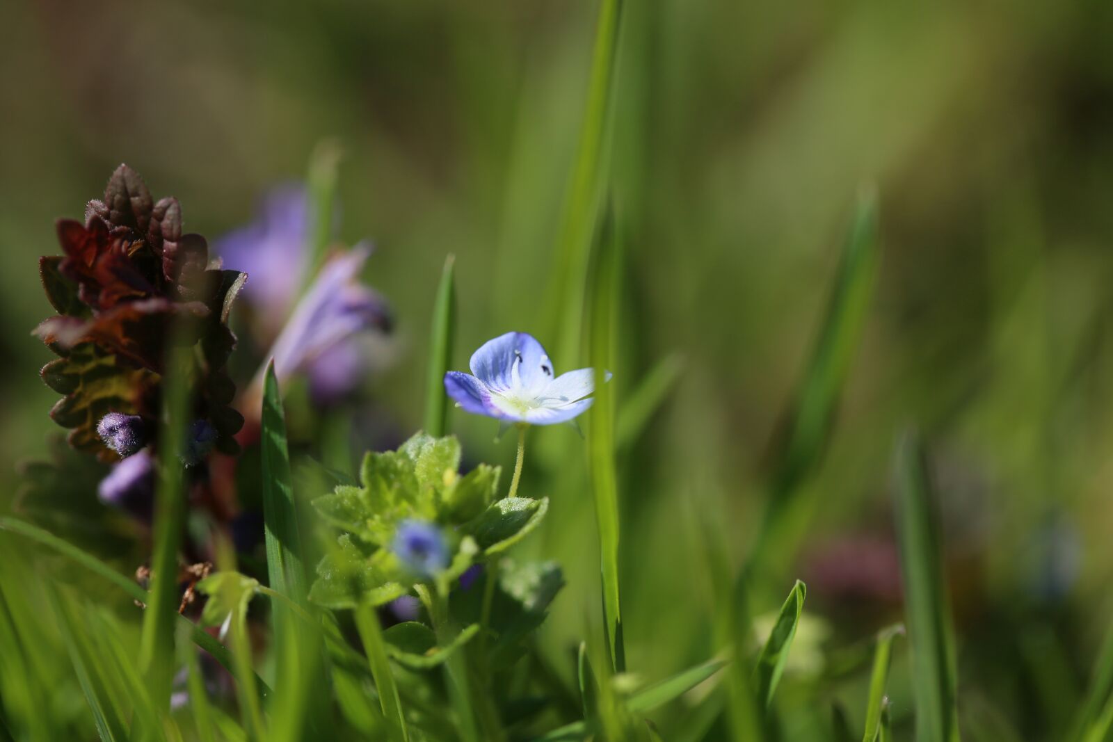 Canon EF 100mm F2.8L Macro IS USM sample photo. Grass, meadow, flowers photography