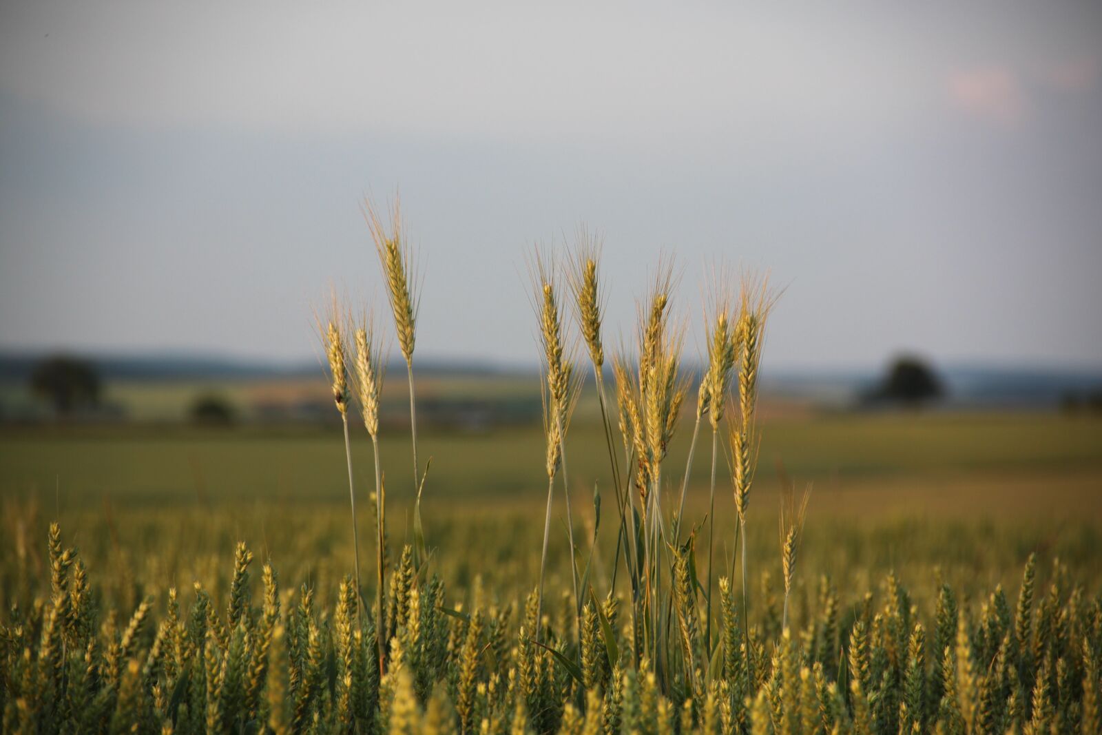 Canon EOS 500D (EOS Rebel T1i / EOS Kiss X3) sample photo. Cornfield, spike, cereals photography