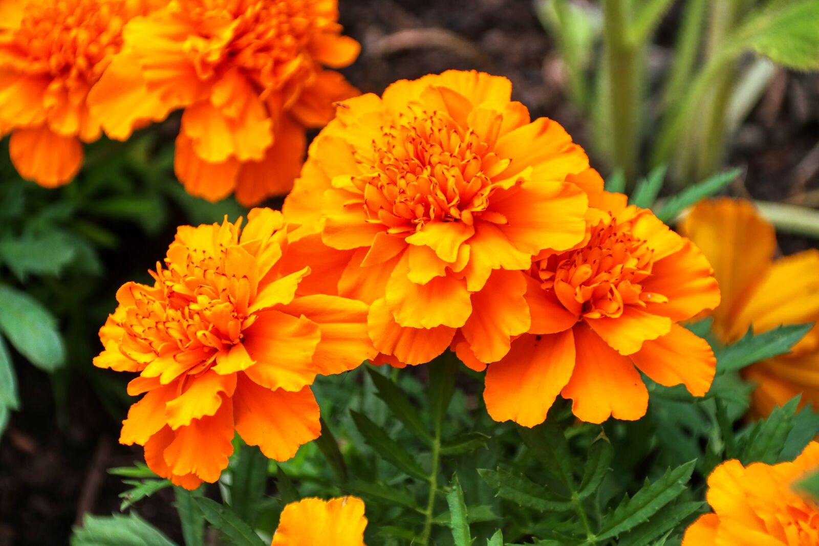 Canon EOS 80D sample photo. Flowers, garden, color photography