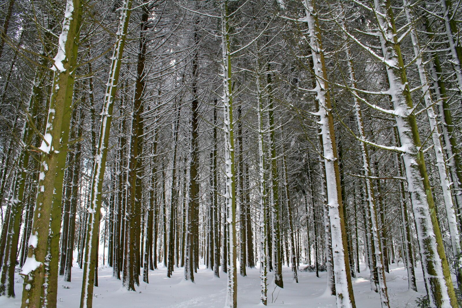 Canon EOS 350D (EOS Digital Rebel XT / EOS Kiss Digital N) sample photo. Winter, forest, snow photography