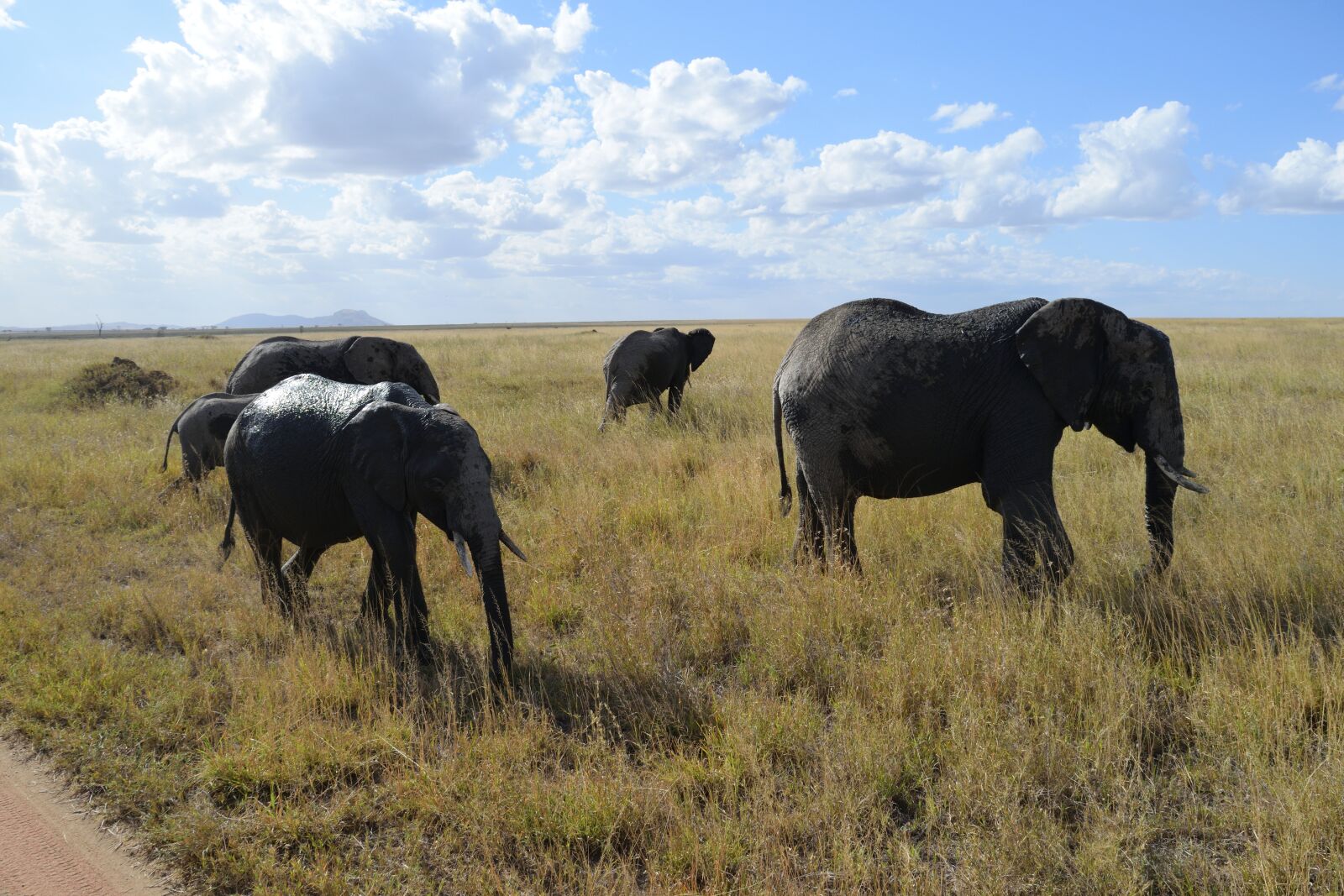 Nikon D3300 sample photo. Elephant, safari, africa photography