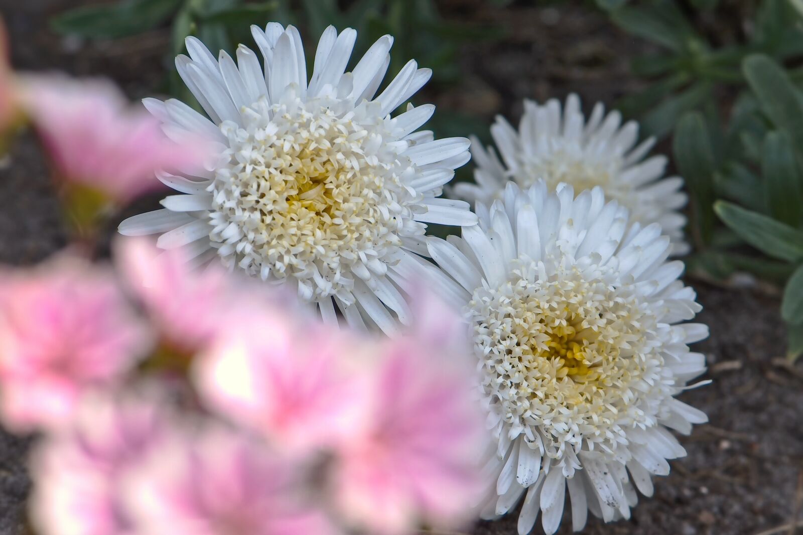 Nikon D5600 sample photo. Flowers, white, asters photography