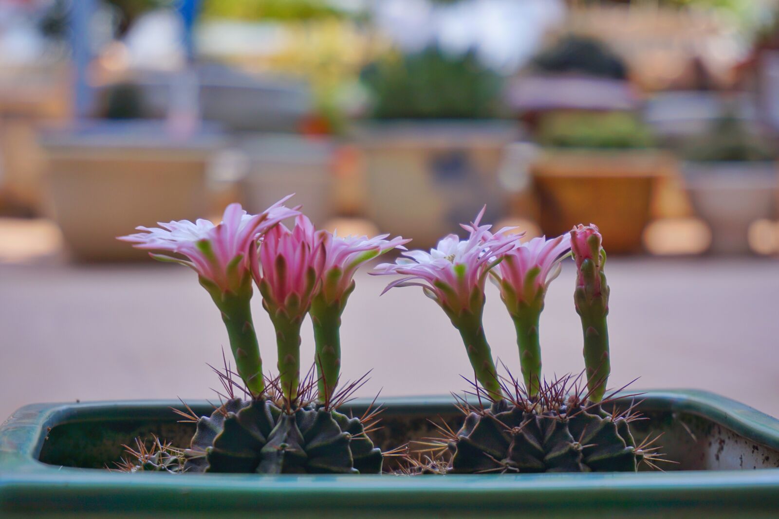 Sony a6000 sample photo. Nature, flowers, cactus photography