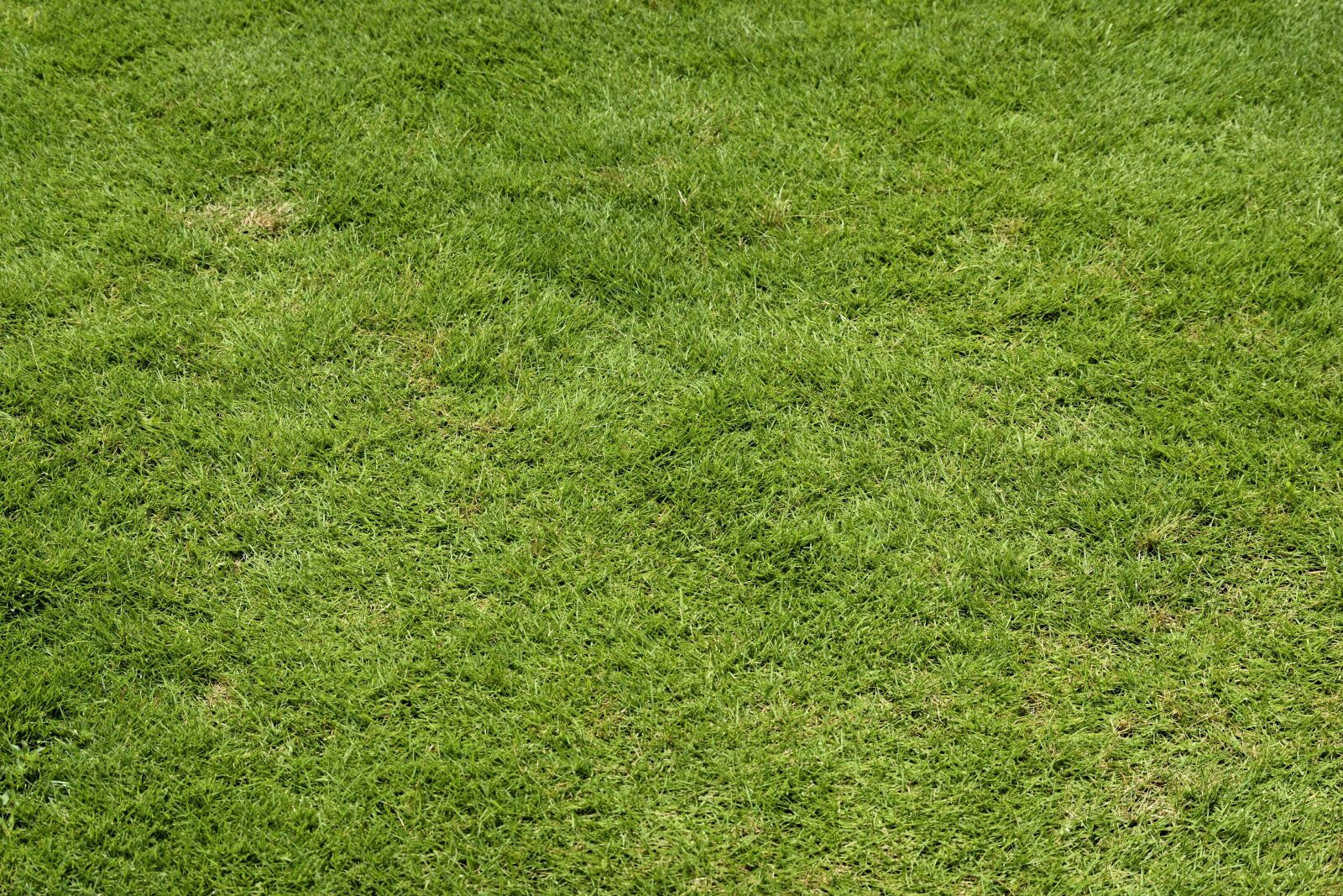 Nikon D3300 sample photo. Green, grass, lawn photography