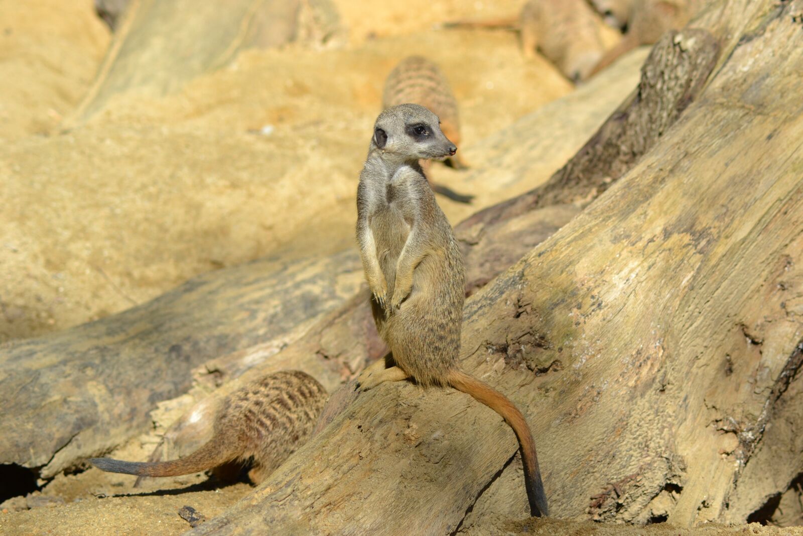 Nikon D3100 sample photo. Meerkat, animal, mammal photography
