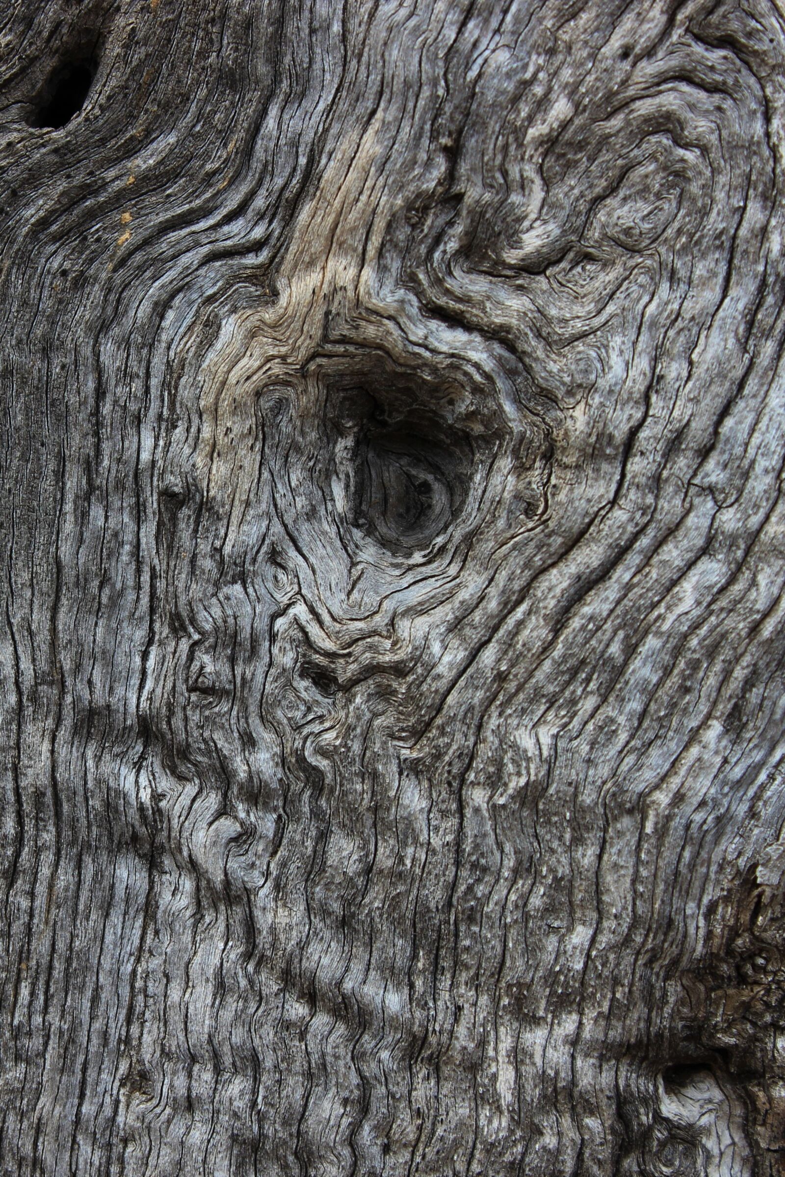 Canon EOS 600D (Rebel EOS T3i / EOS Kiss X5) sample photo. Olive tree, wood, pattern photography