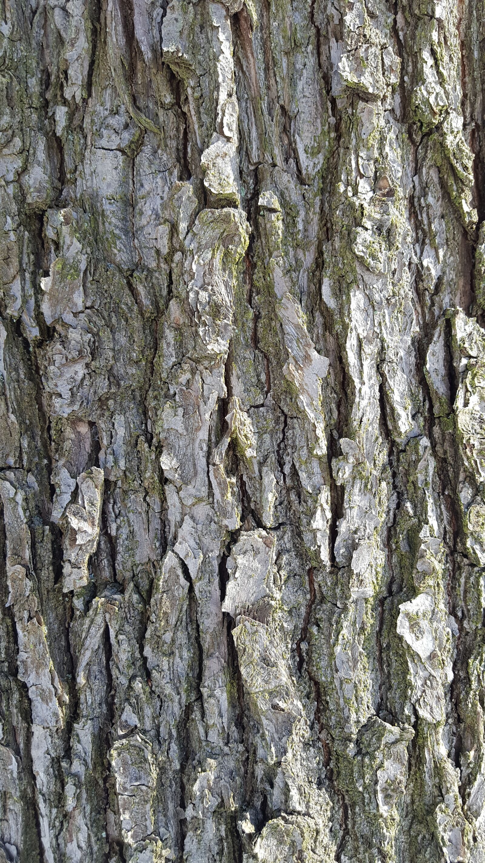 Samsung Galaxy S6 sample photo. Bark, background, tree photography
