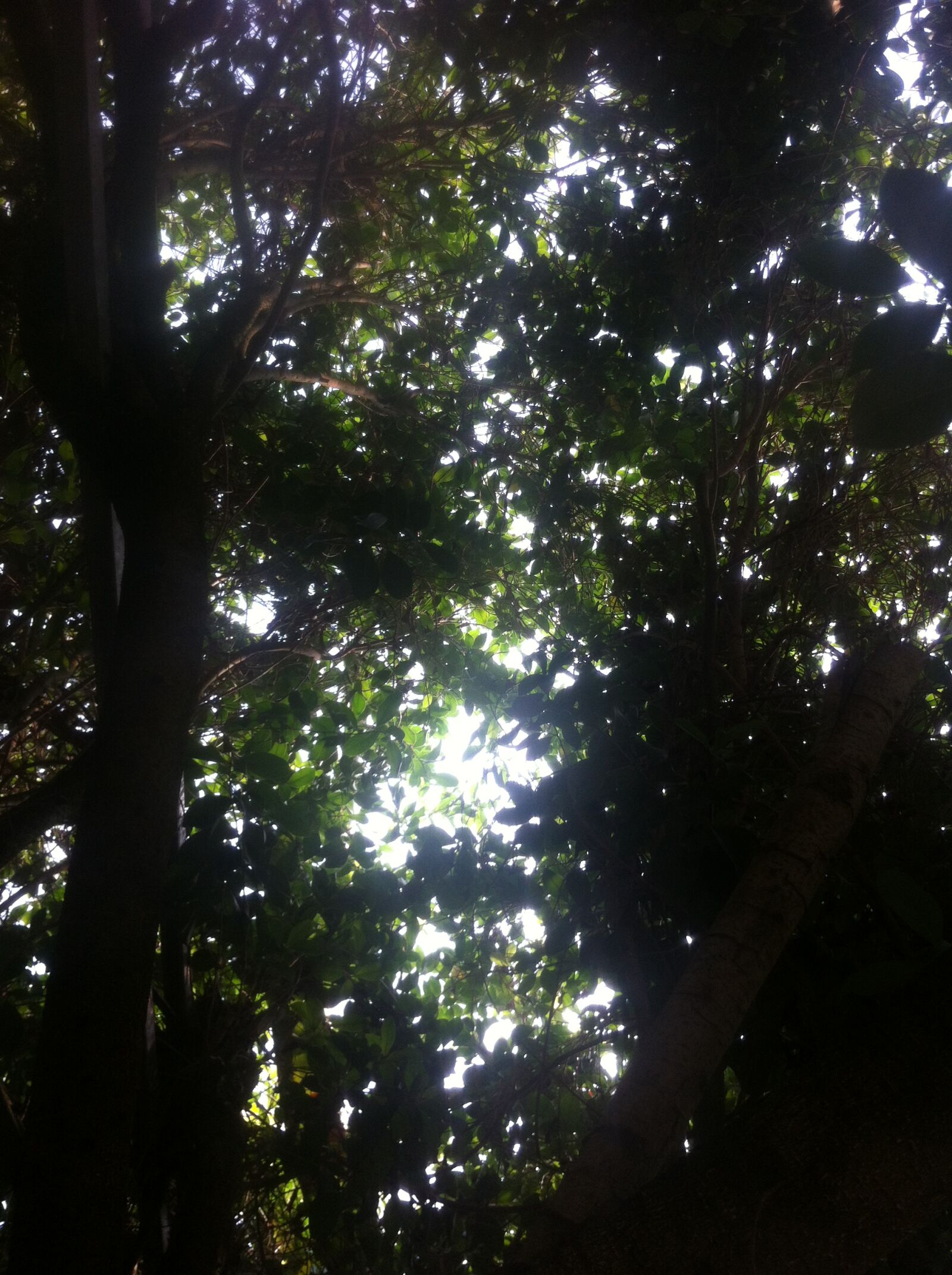 Apple iPhone 4 sample photo