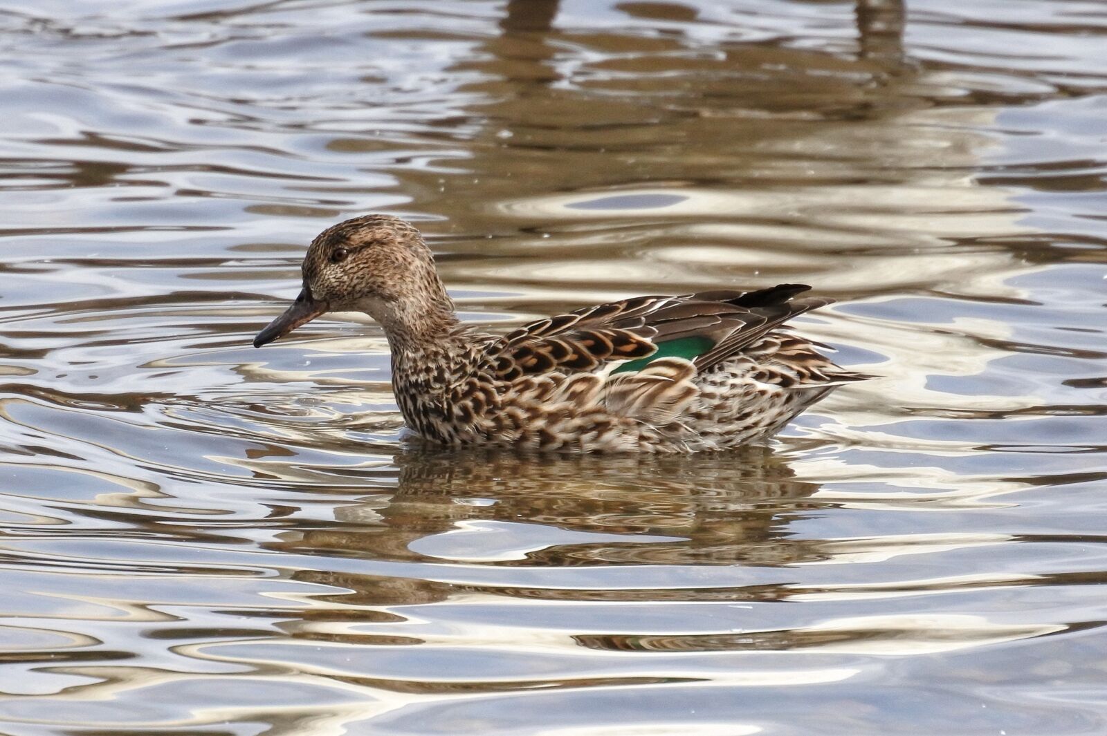 Nikon 1 Nikkor VR 30-110mm F3.8-5.6 sample photo. Animal, duck, waterfowl photography