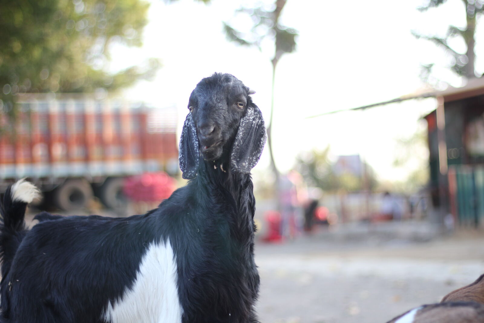 Canon EOS 60D + Canon EF 50mm F1.8 STM sample photo. Black, goat photography
