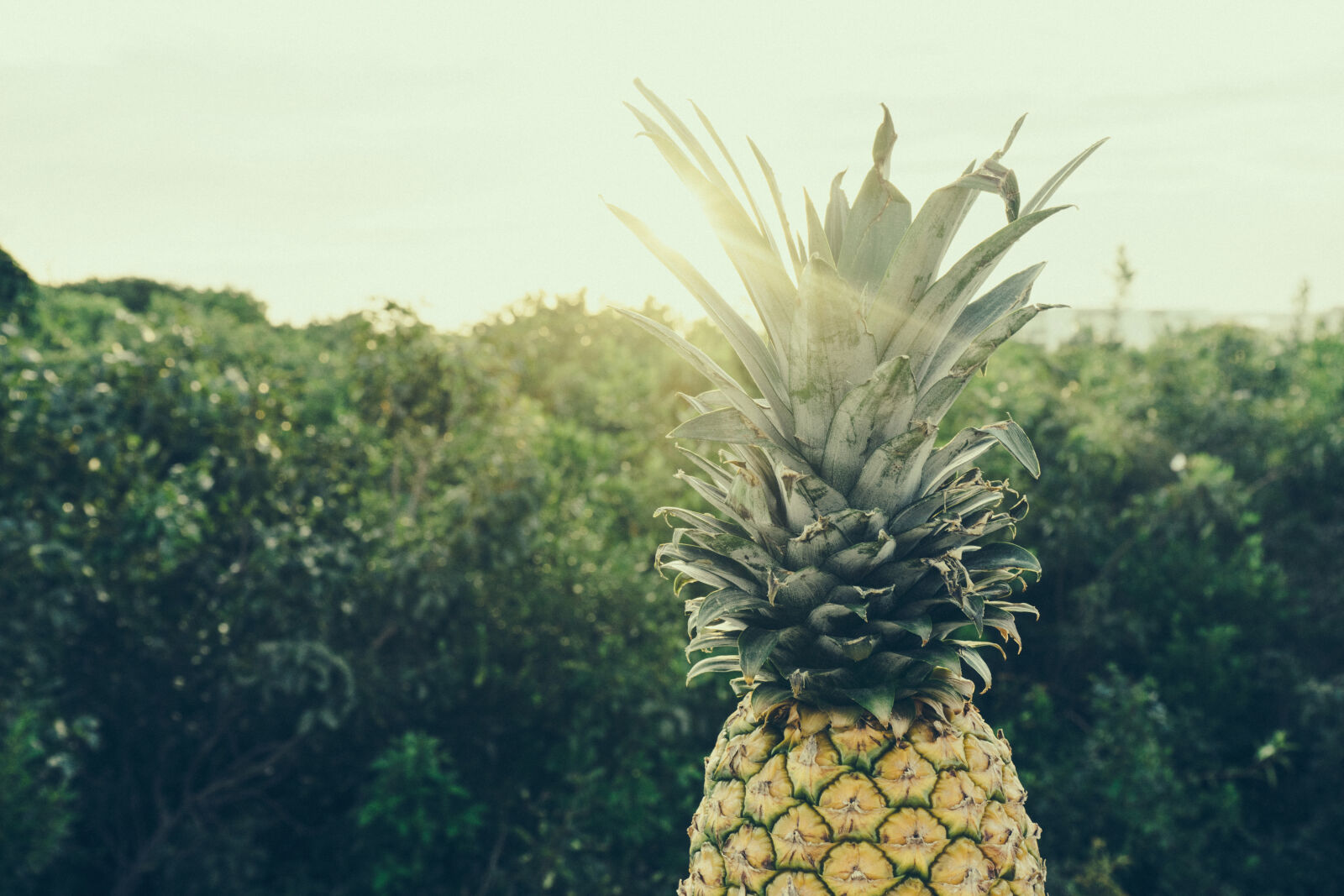 Sony a7 II + Sony FE 28-70mm F3.5-5.6 OSS sample photo. Food, trees, pineapple, color photography