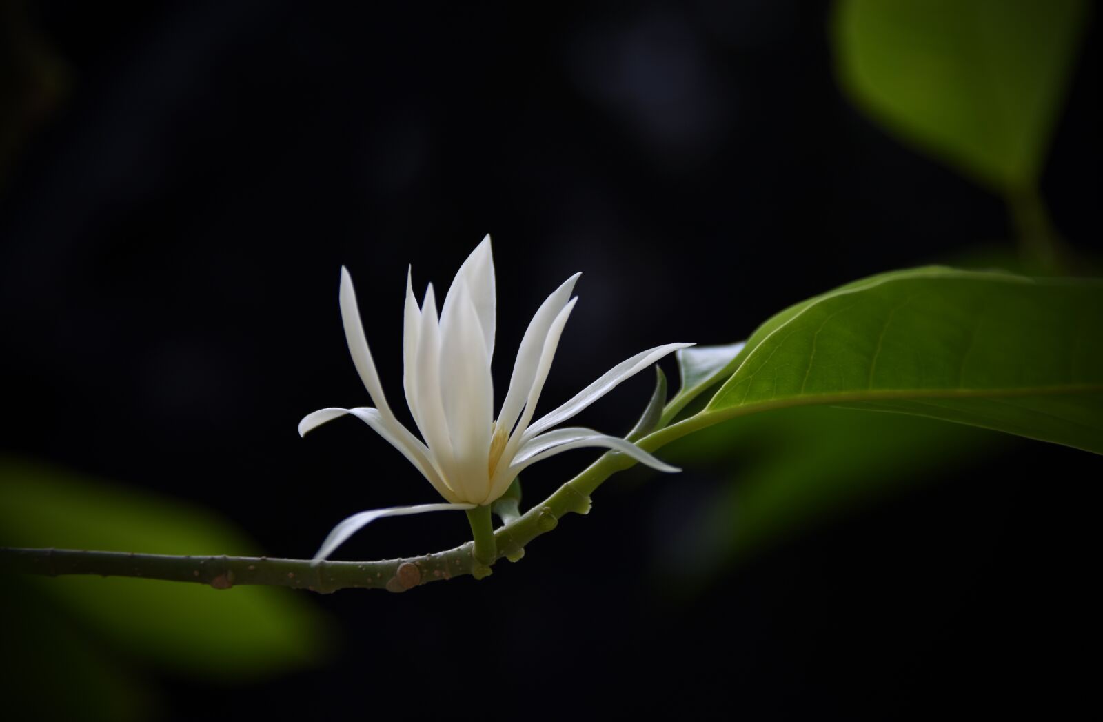 Nikon D7200 sample photo. Flowers, white, fragrant photography