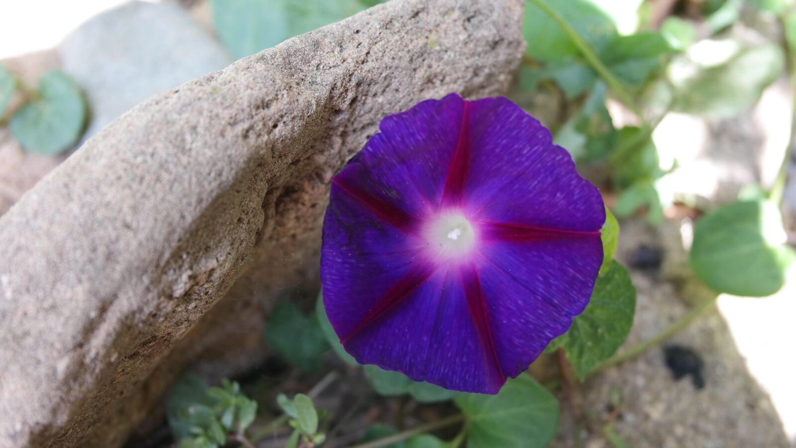 Samsung NX300 sample photo. Flower, morning glory, blue photography
