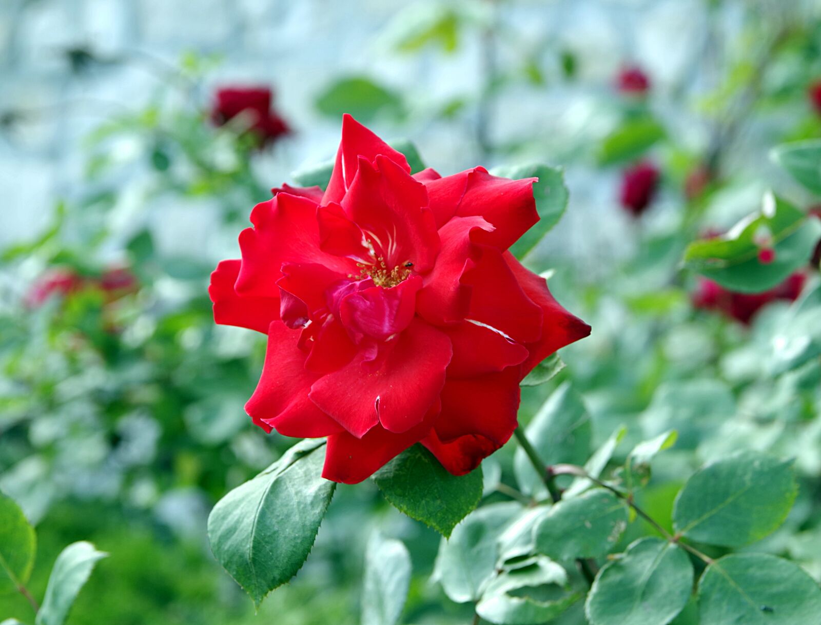 Pentax K-S2 sample photo. Rose, bright red, red photography