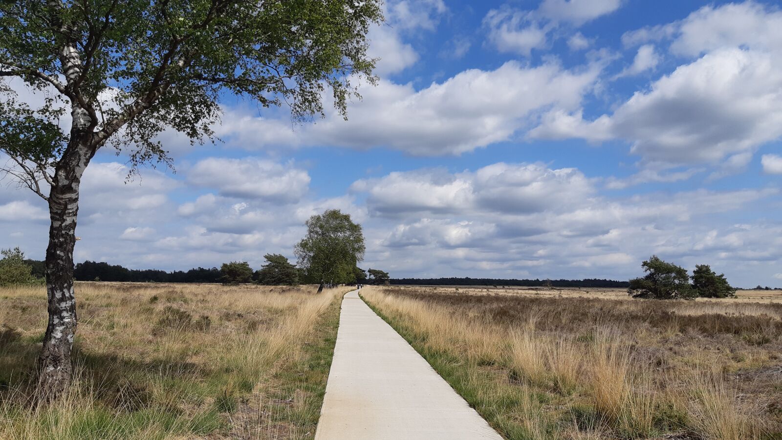 Samsung Galaxy A8(2018) sample photo. Veluwe, nature, landscape photography