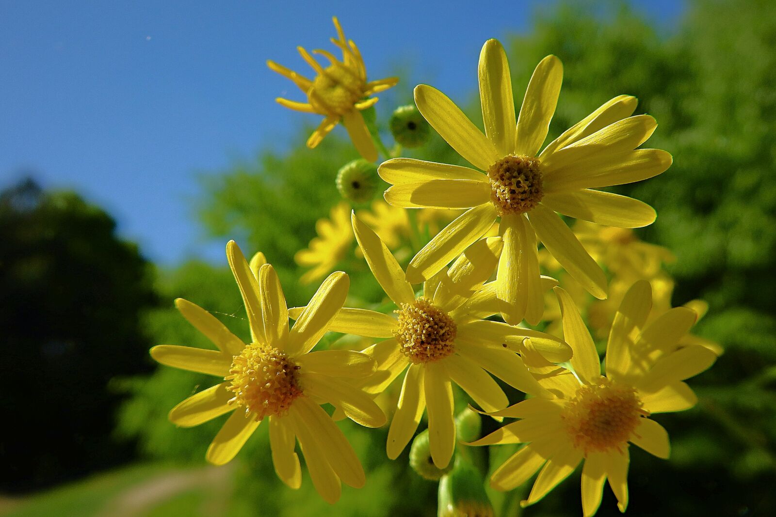 Nikon Coolpix P900 sample photo. Flowers, spring, beauty photography