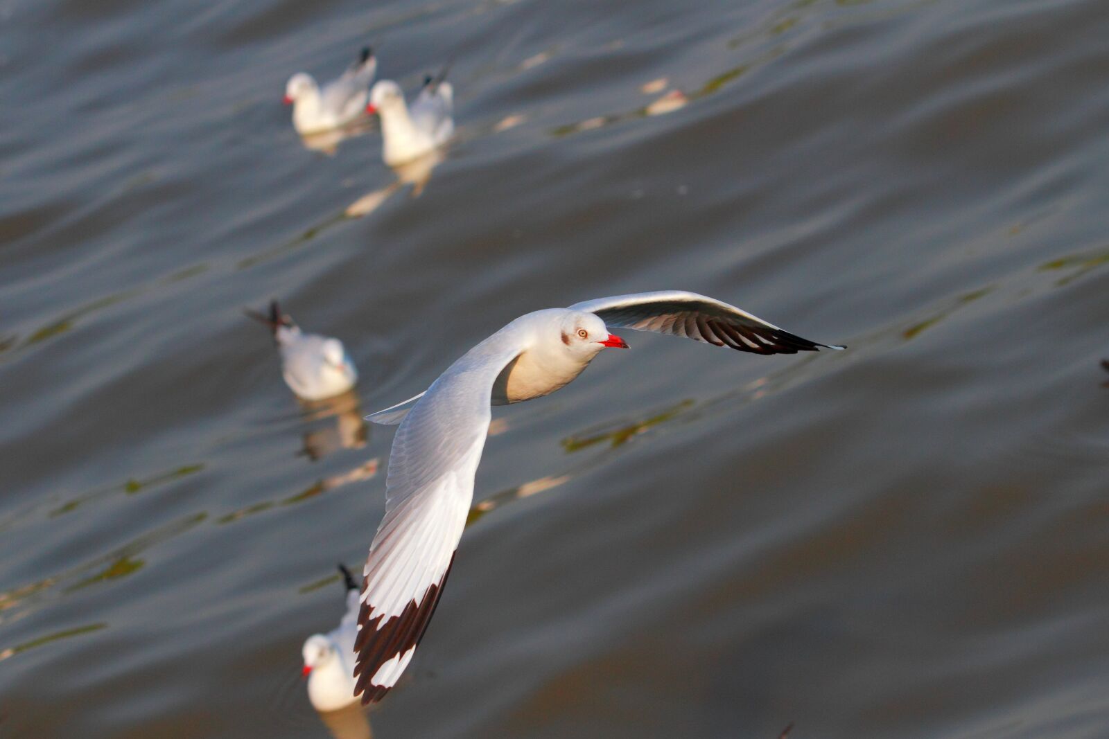 Canon EOS 7D + Canon EF 70-200mm F2.8L USM sample photo. Seagull, bang pu, gull photography