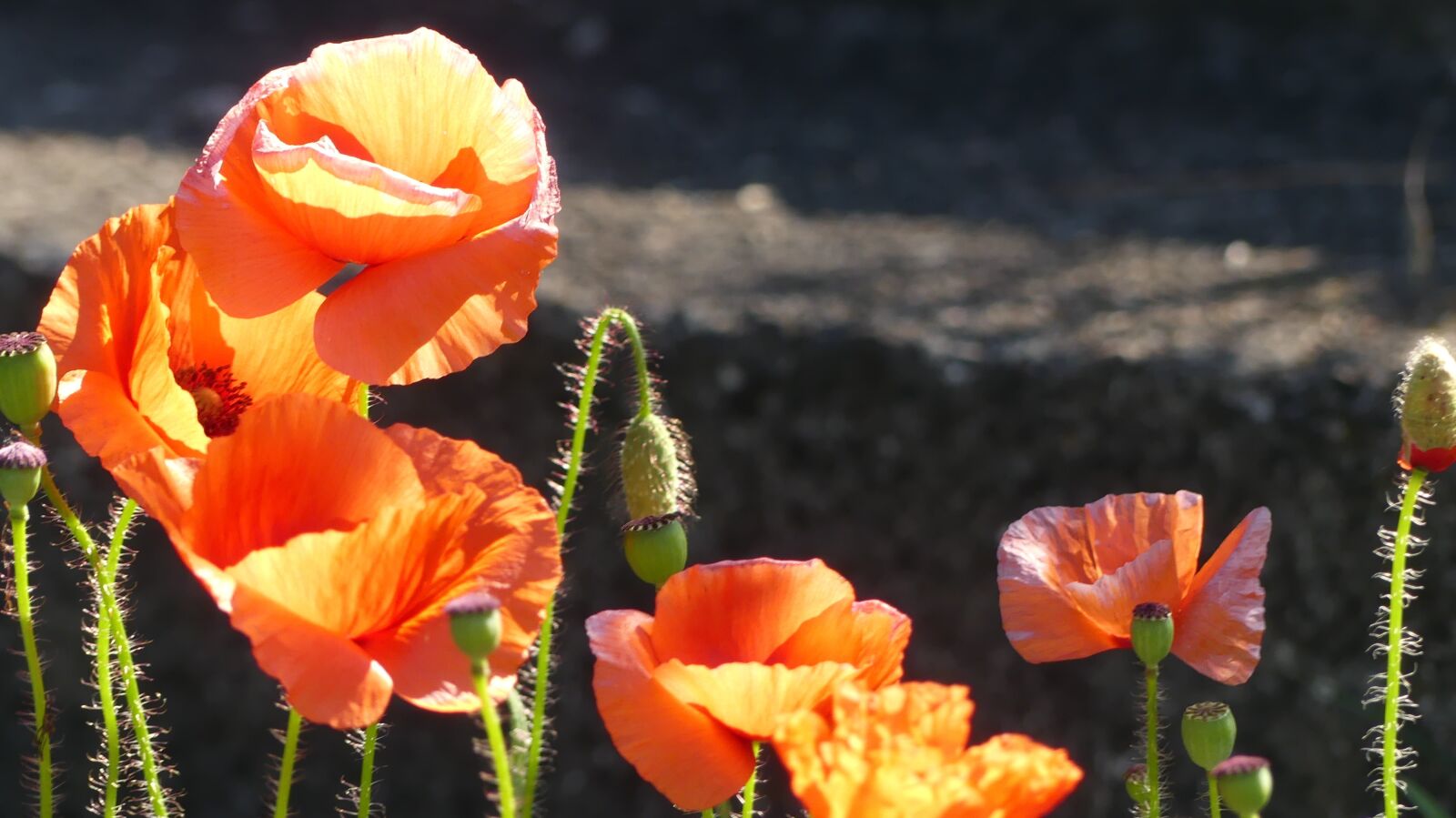 Panasonic Lumix DMC-FZ300 sample photo. Poppy, sun, meadow photography