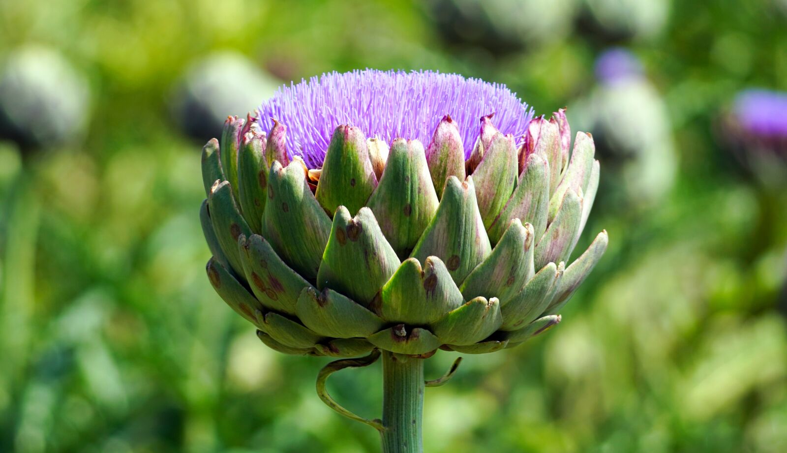 Sony E 70-350mm F4.5-6.3 G OSS sample photo. Artichokes, blossom, bloom photography
