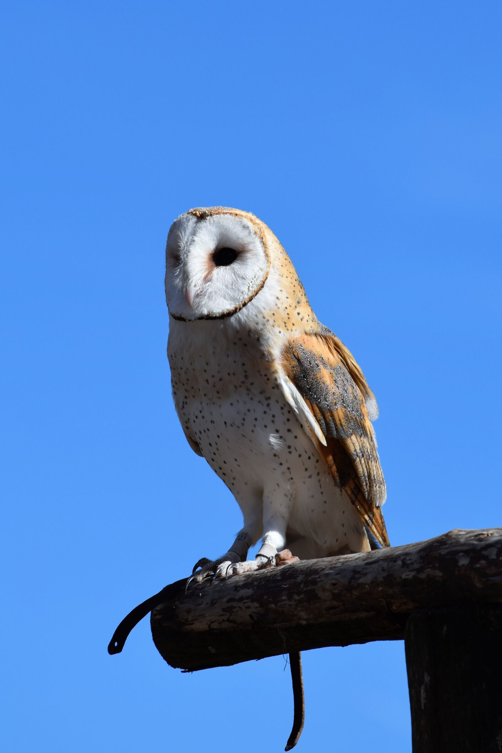 Nikon D3300 sample photo. Owl, white, perched photography