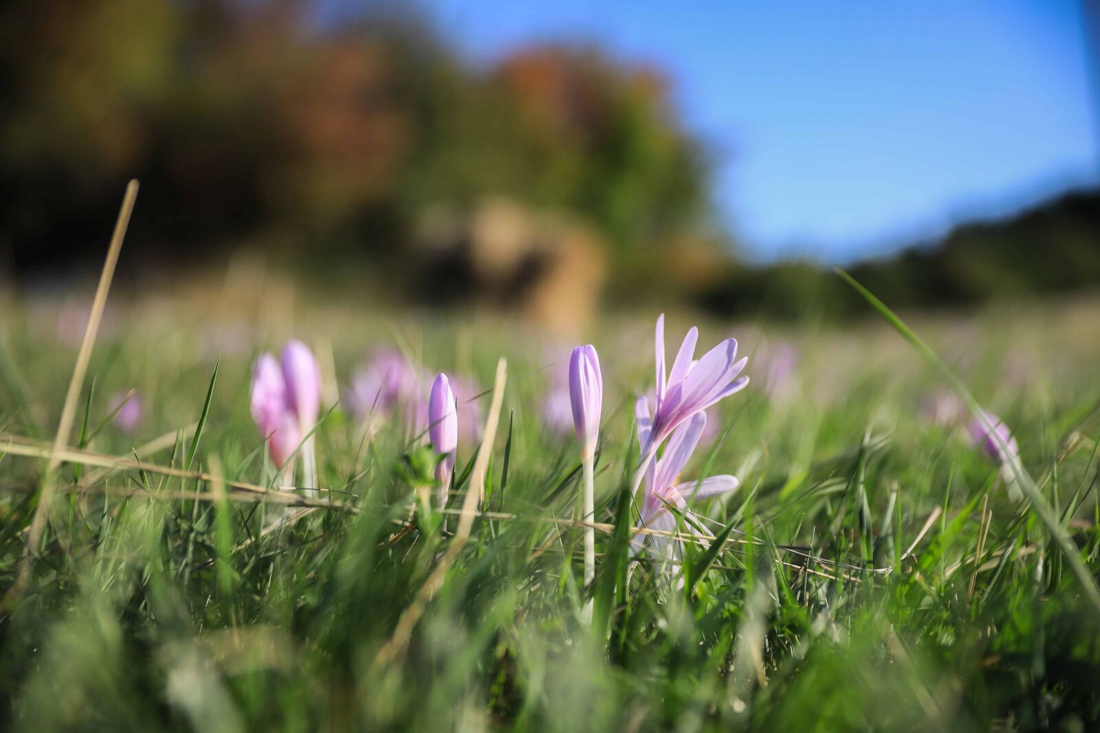Canon EOS 5D Mark IV sample photo. Wildflower, summer, grass, field photography