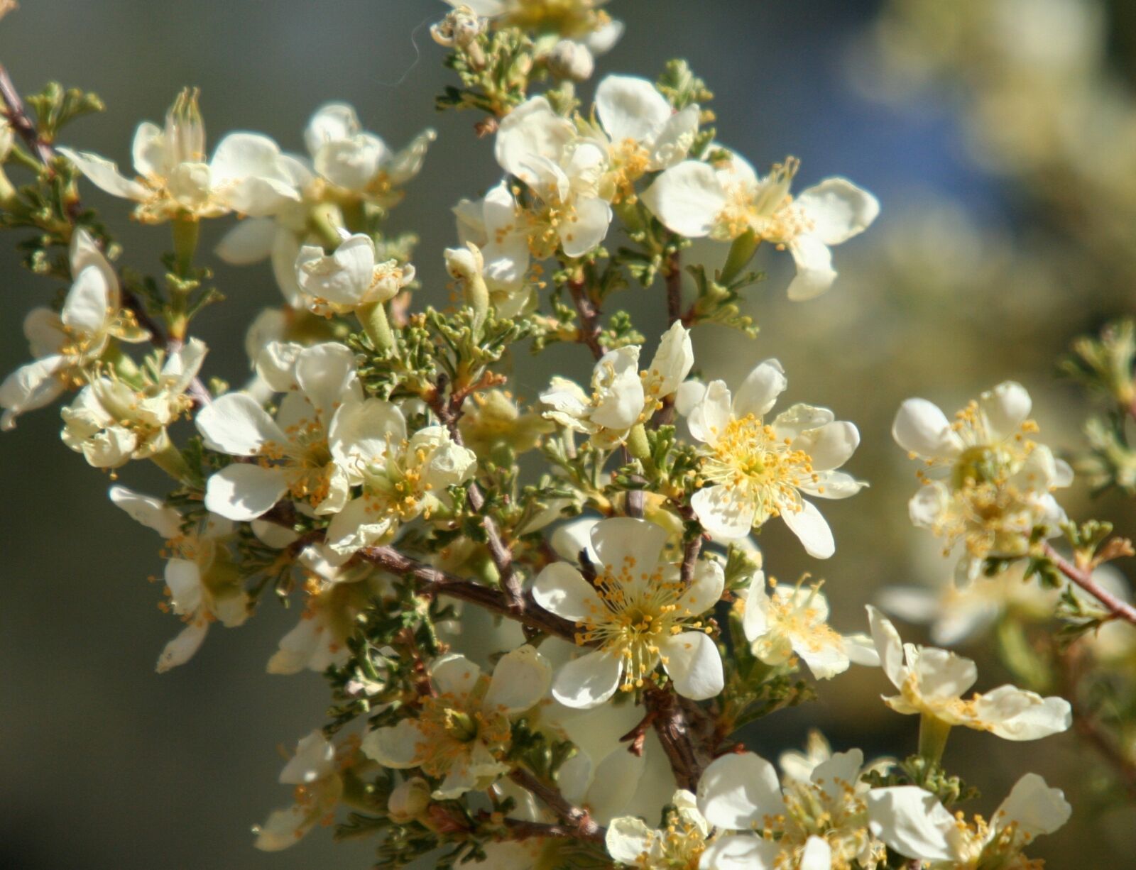 Canon EOS 350D (EOS Digital Rebel XT / EOS Kiss Digital N) sample photo. Flowers, western, cliffrose photography