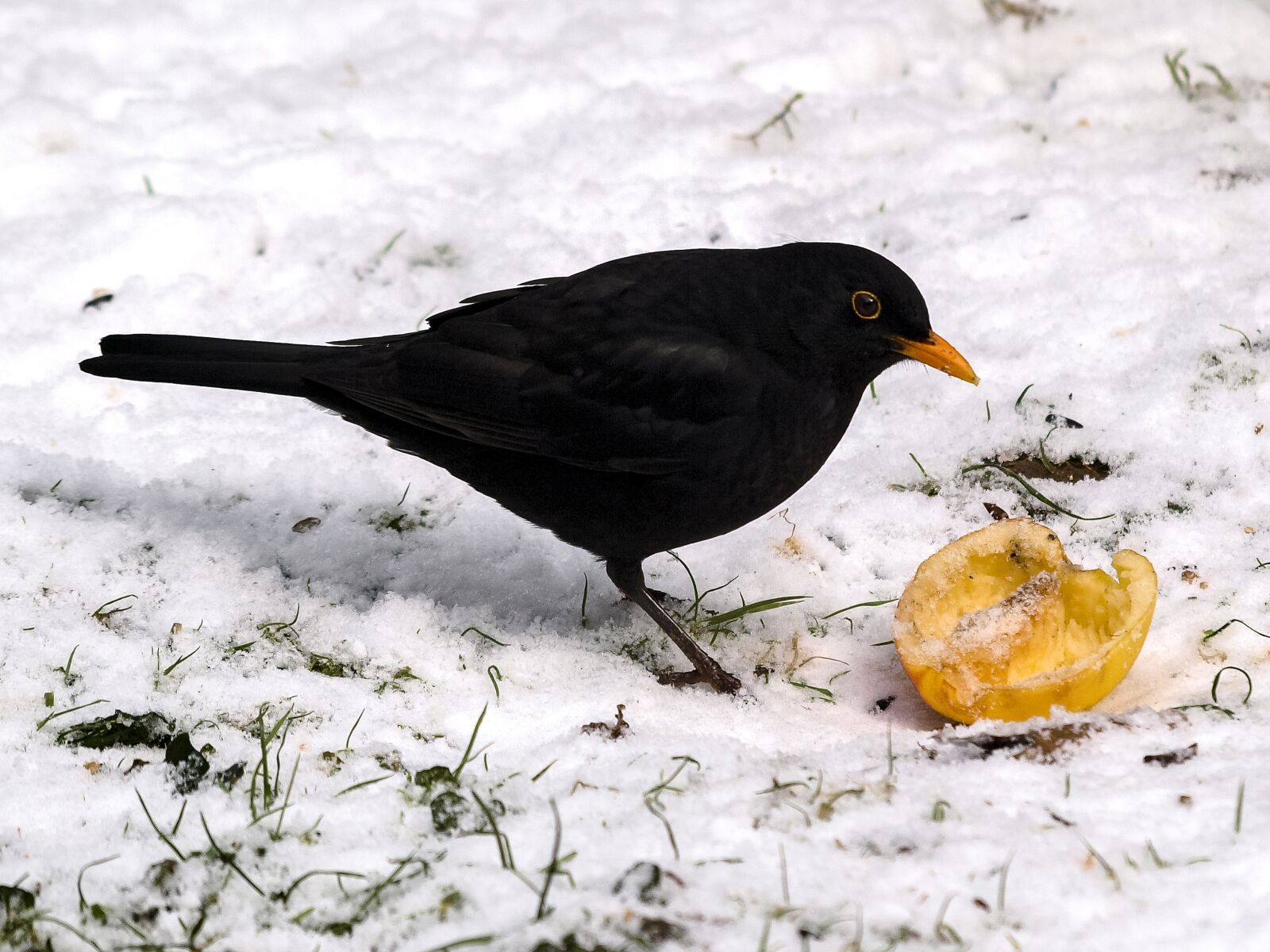 Olympus E-3 sample photo. Blackbird, bird, songbird photography