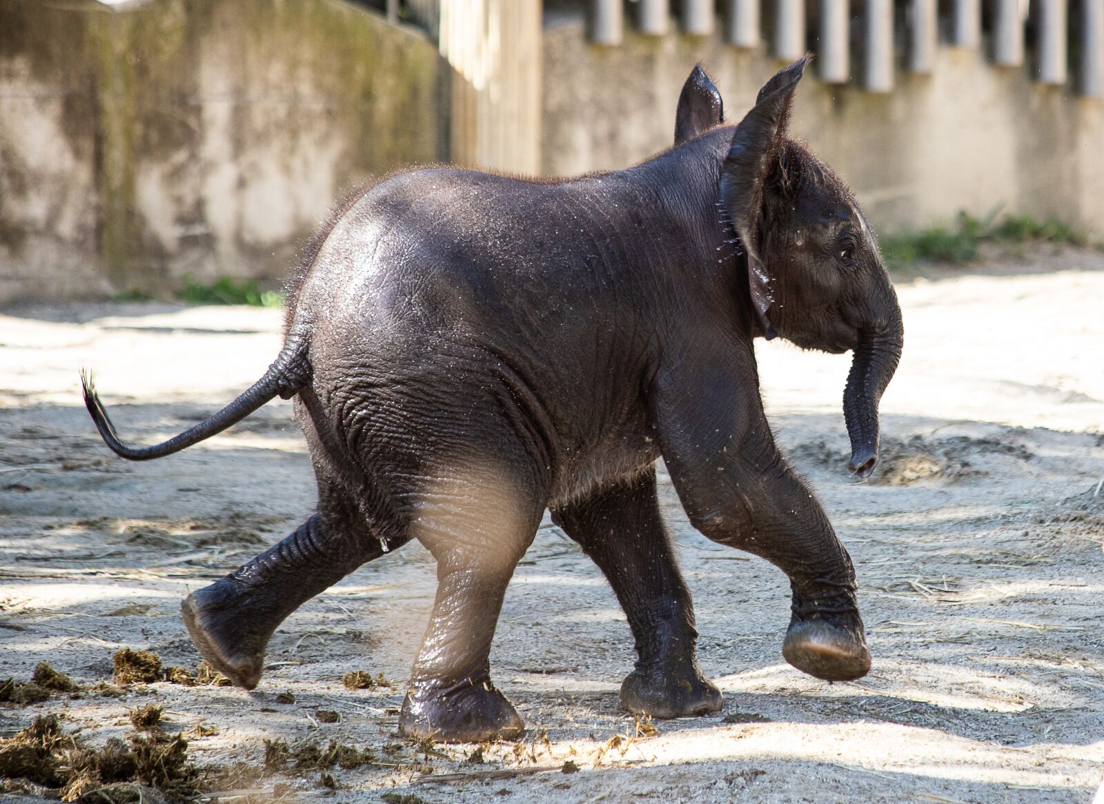 Canon EF 70-300mm F4-5.6 IS USM sample photo. Elephant, mammal, animal photography