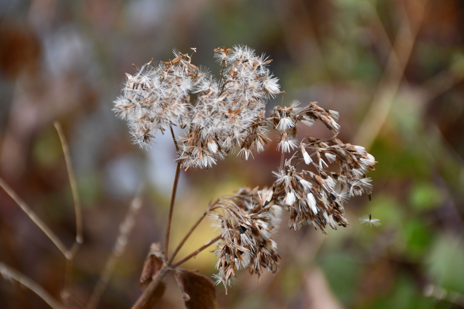 Nikon D7500 sample photo