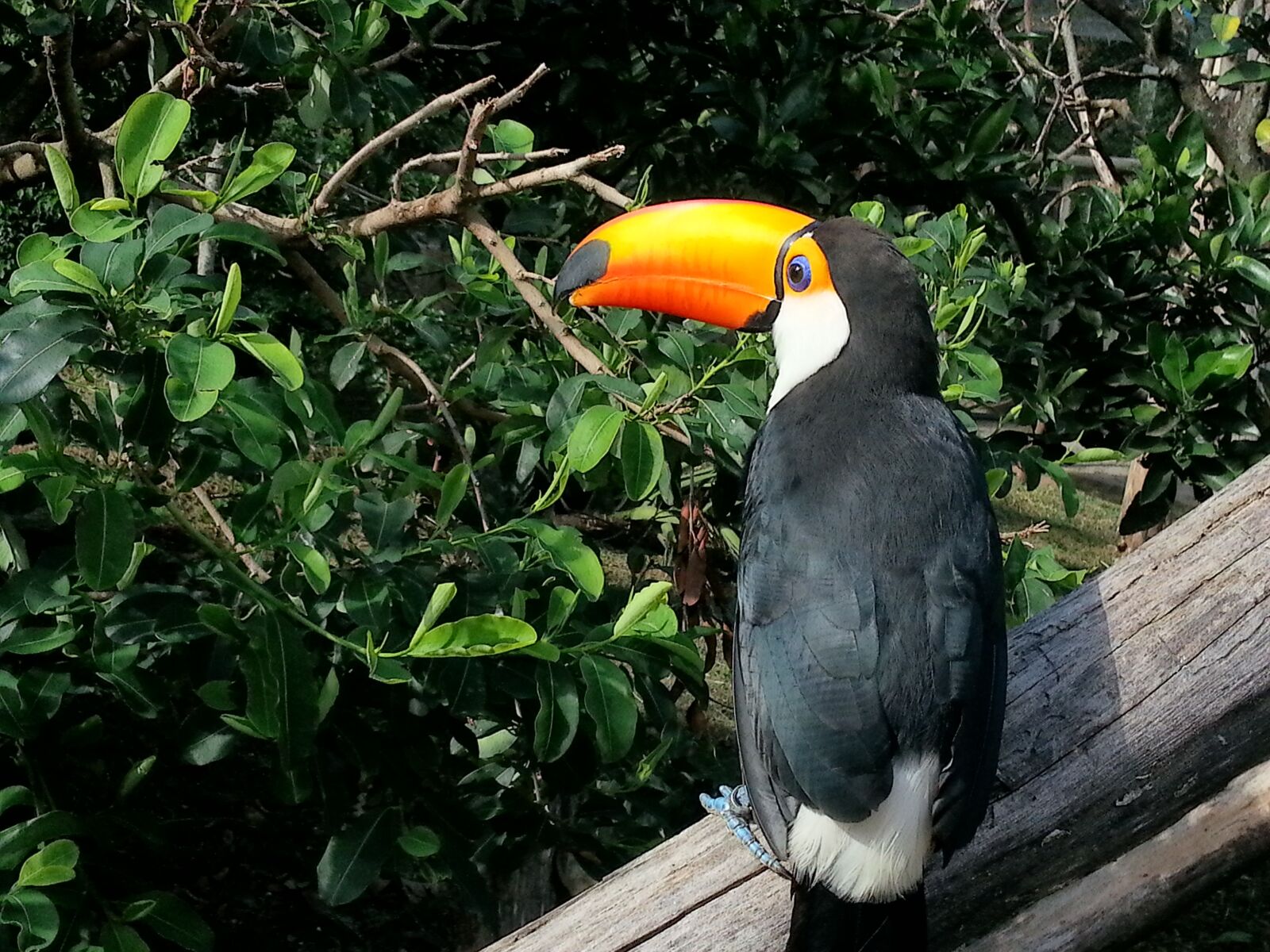 Samsung Galaxy S3 sample photo. Aves, vida selvagem, tropical photography