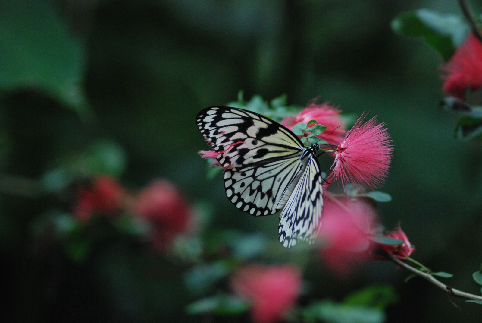 Nikon D80 sample photo. Butterfly, spread wings, old photography