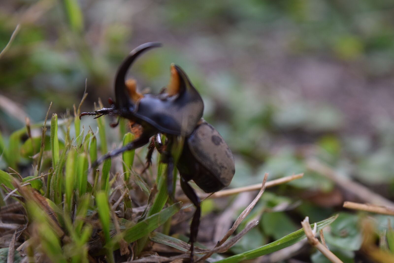 Nikon D3300 sample photo. Beetle, animals, insects photography