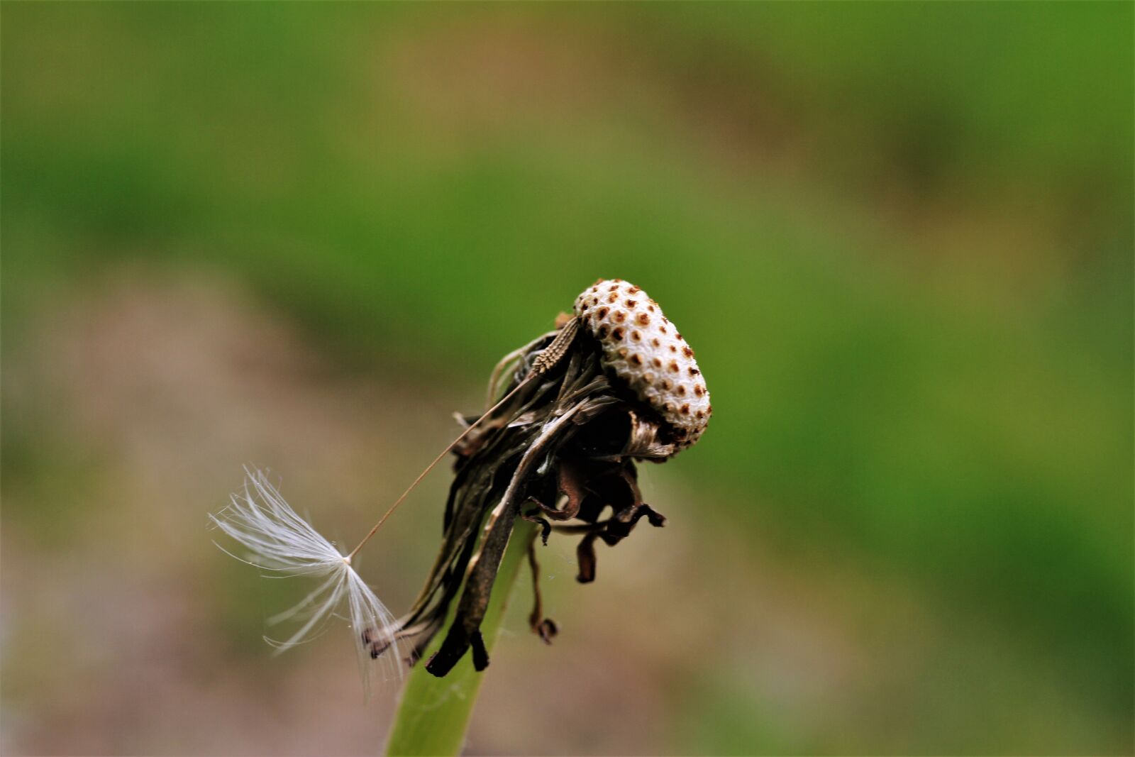 Canon EF-S 35mm F2.8 Macro IS STM sample photo. Dandelion, chain flower, ordinary photography