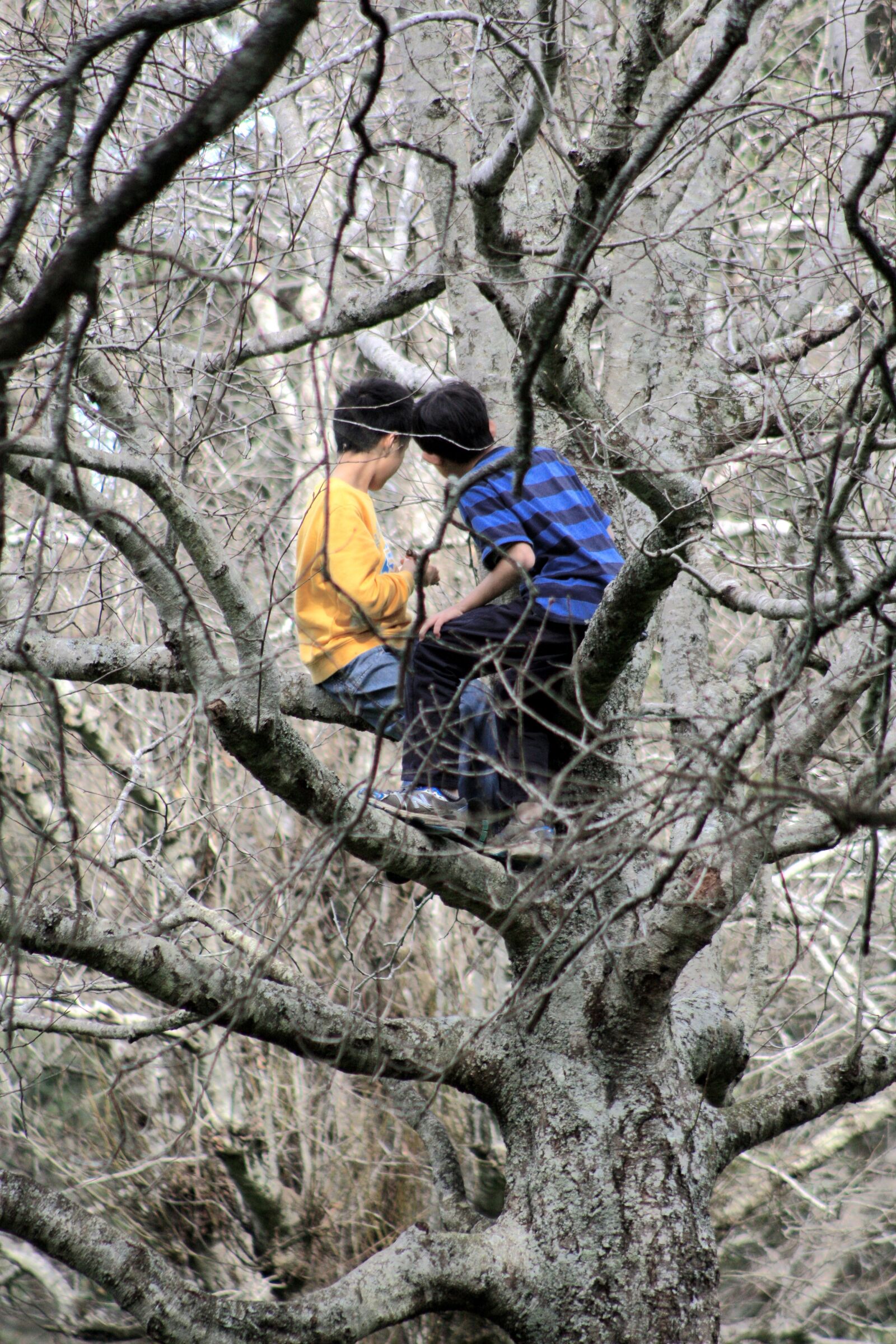Canon EOS 450D (EOS Rebel XSi / EOS Kiss X2) sample photo. Childhood, tree, boys photography