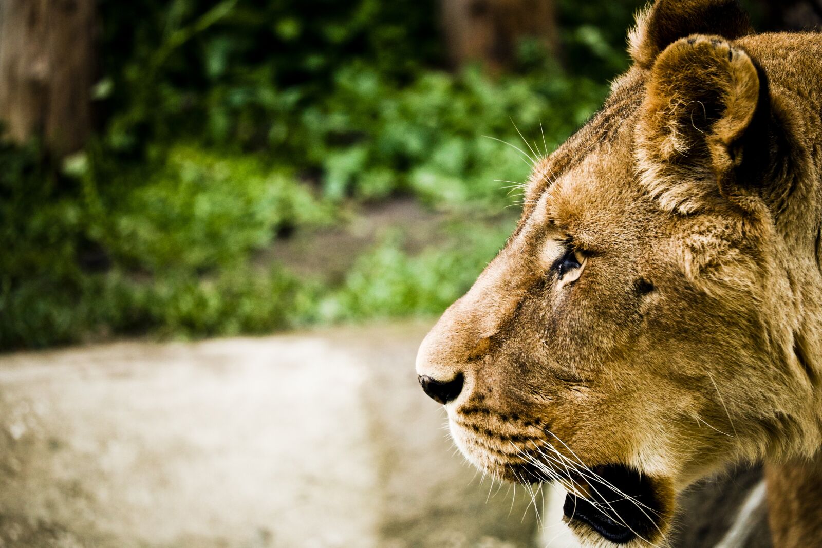 Canon EOS 750D (EOS Rebel T6i / EOS Kiss X8i) sample photo. Lion, zoo, nature photography