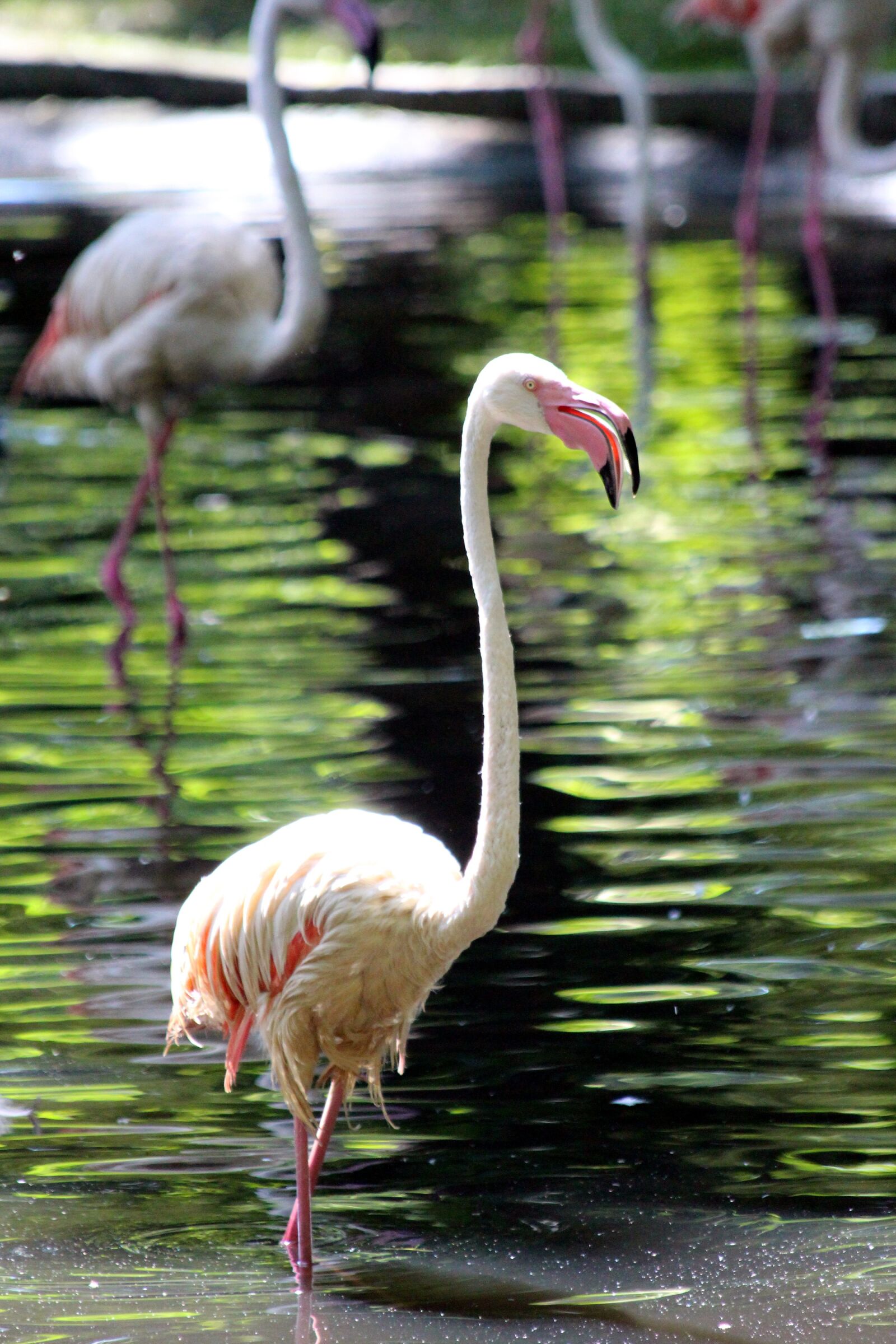 Canon EOS 650D (EOS Rebel T4i / EOS Kiss X6i) sample photo. Flamingo, bird, pink flamingo photography