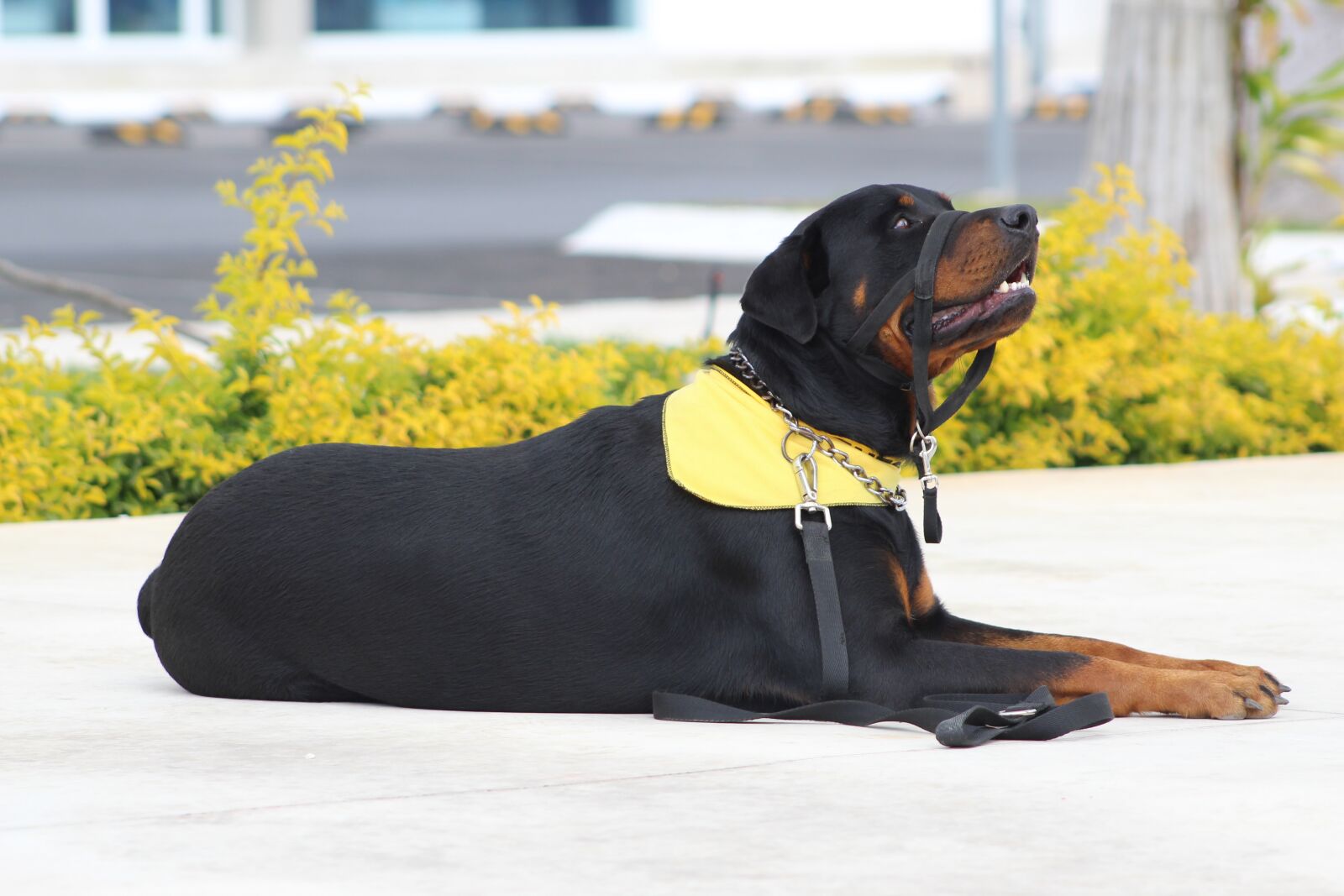 Canon EF75-300mm f/4-5.6 sample photo. Rottweiler, dog training, good photography