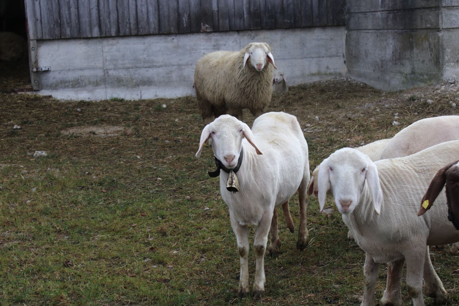 Canon EOS 80D sample photo. Creating, lamb, fur photography