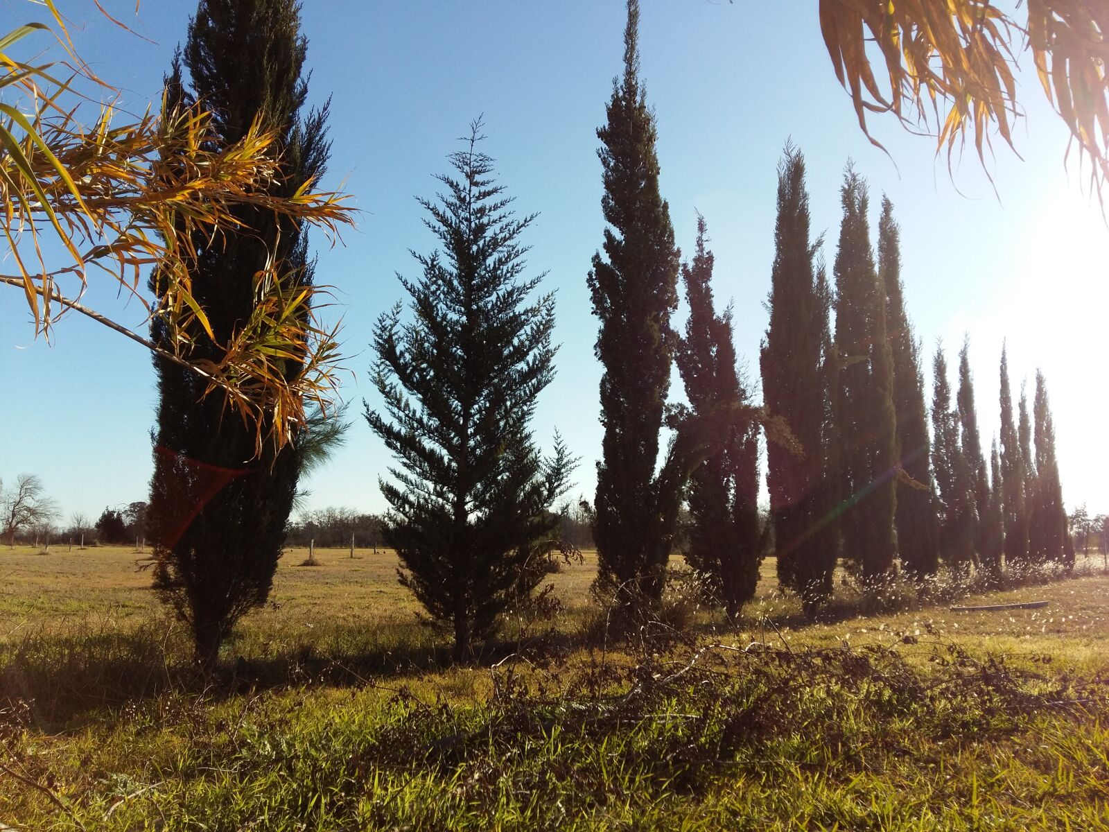 Samsung Galaxy A5 sample photo. Nature photography